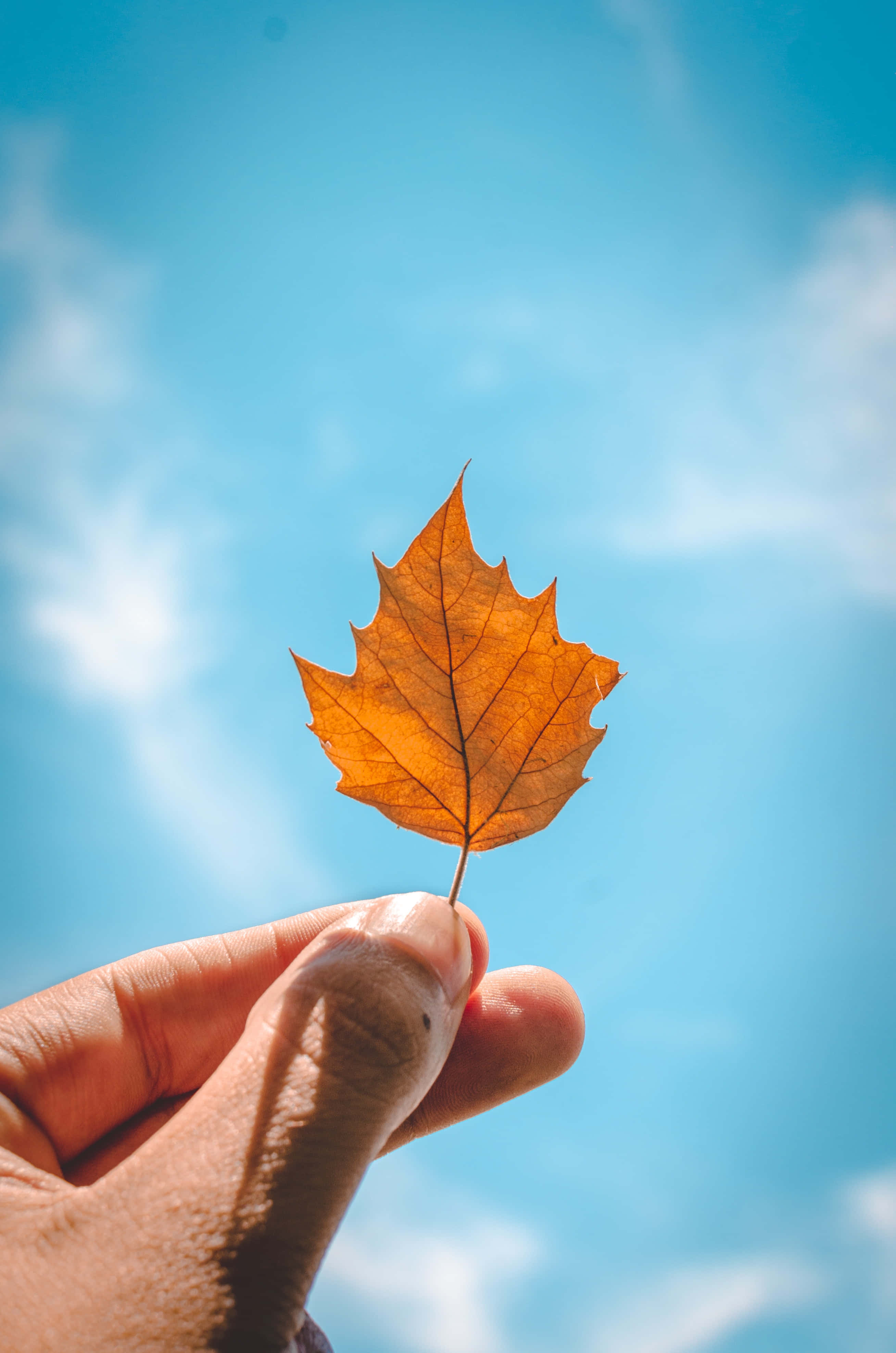 Autumn Leaf 桌布 壁紙 — 一隻手拿著一片鮮豔的橙色楓葉，背景是明亮的藍天和柔軟的白雲。