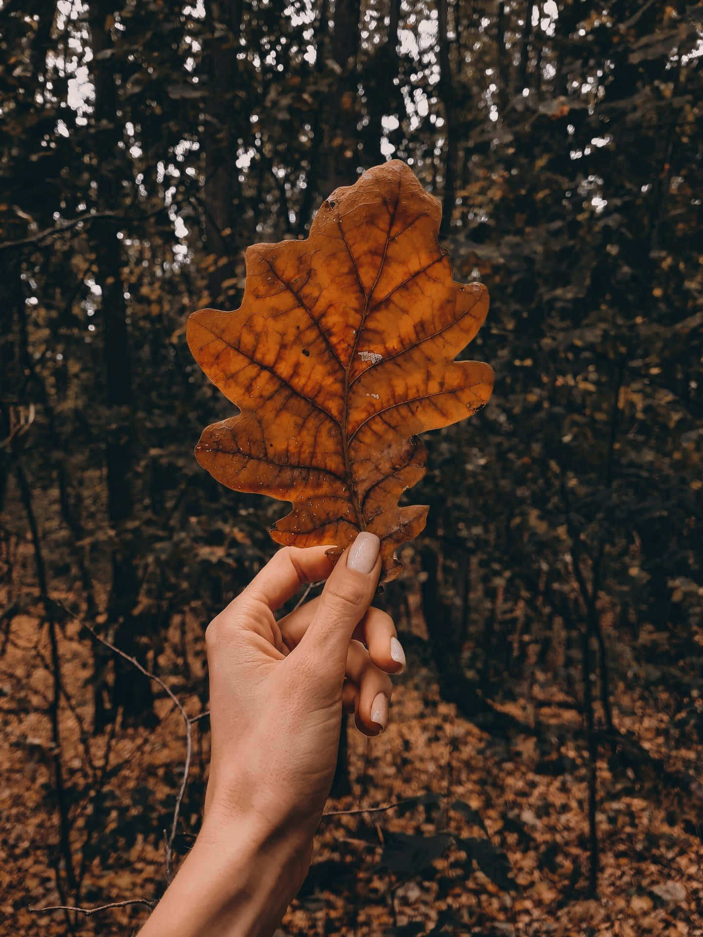 Fall 桌布 壁紙 — 一隻手拿著一片鮮豔的橙色橡樹葉，背景是模糊的秋日森林。