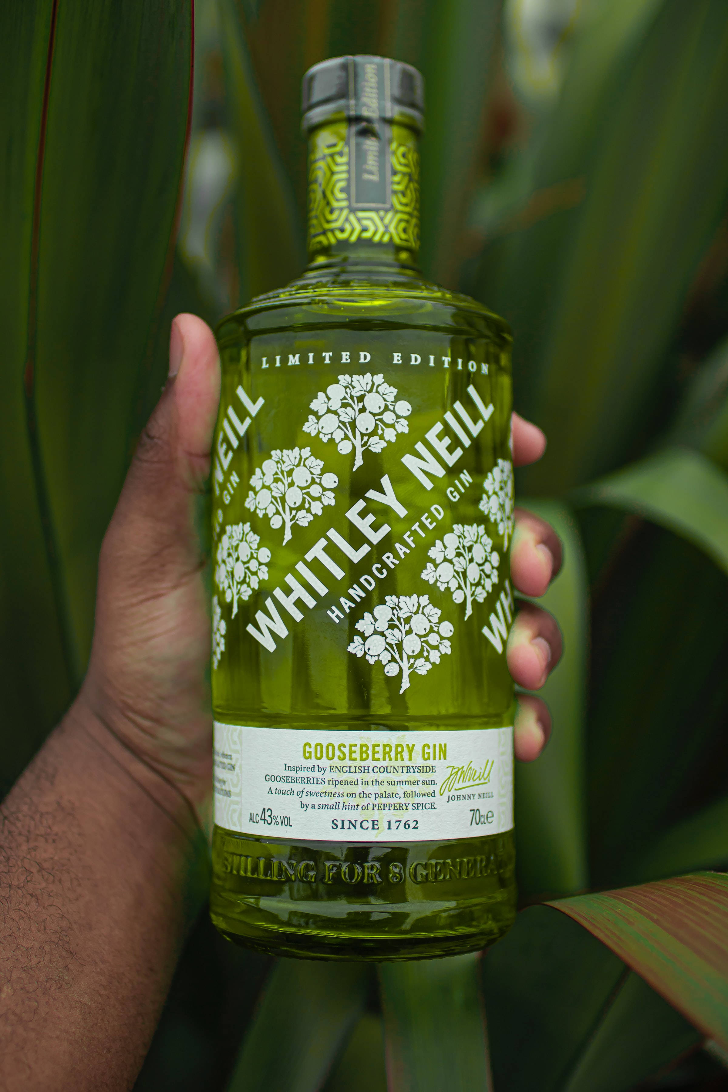 drinks 桌布 壁紙 — 一隻手拿著一瓶 Whitley Neill Gooseberry Gin 綠色酒瓶，背景是茂密的熱帶植物。
