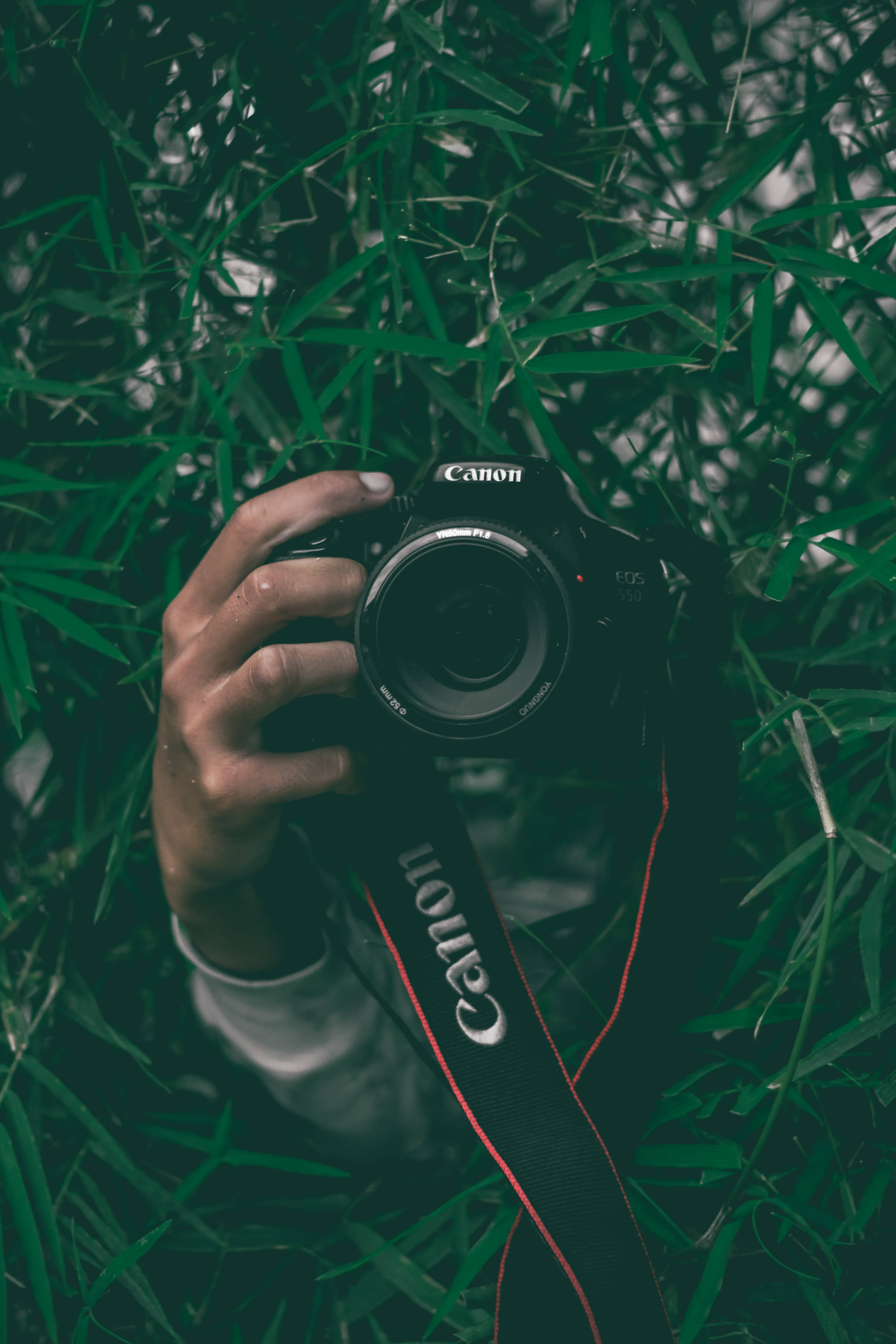photo 桌布 壁紙 — 一隻手拿著一部黑色Canon DSLR相機，藏在茂密的綠色竹葉中，光線柔和自然。