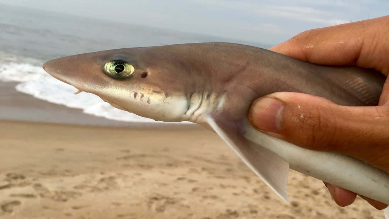 baby shark 桌布 壁紙 — 一隻手拿著一隻綠色眼睛的小鯊魚，背景是沙灘和海洋。