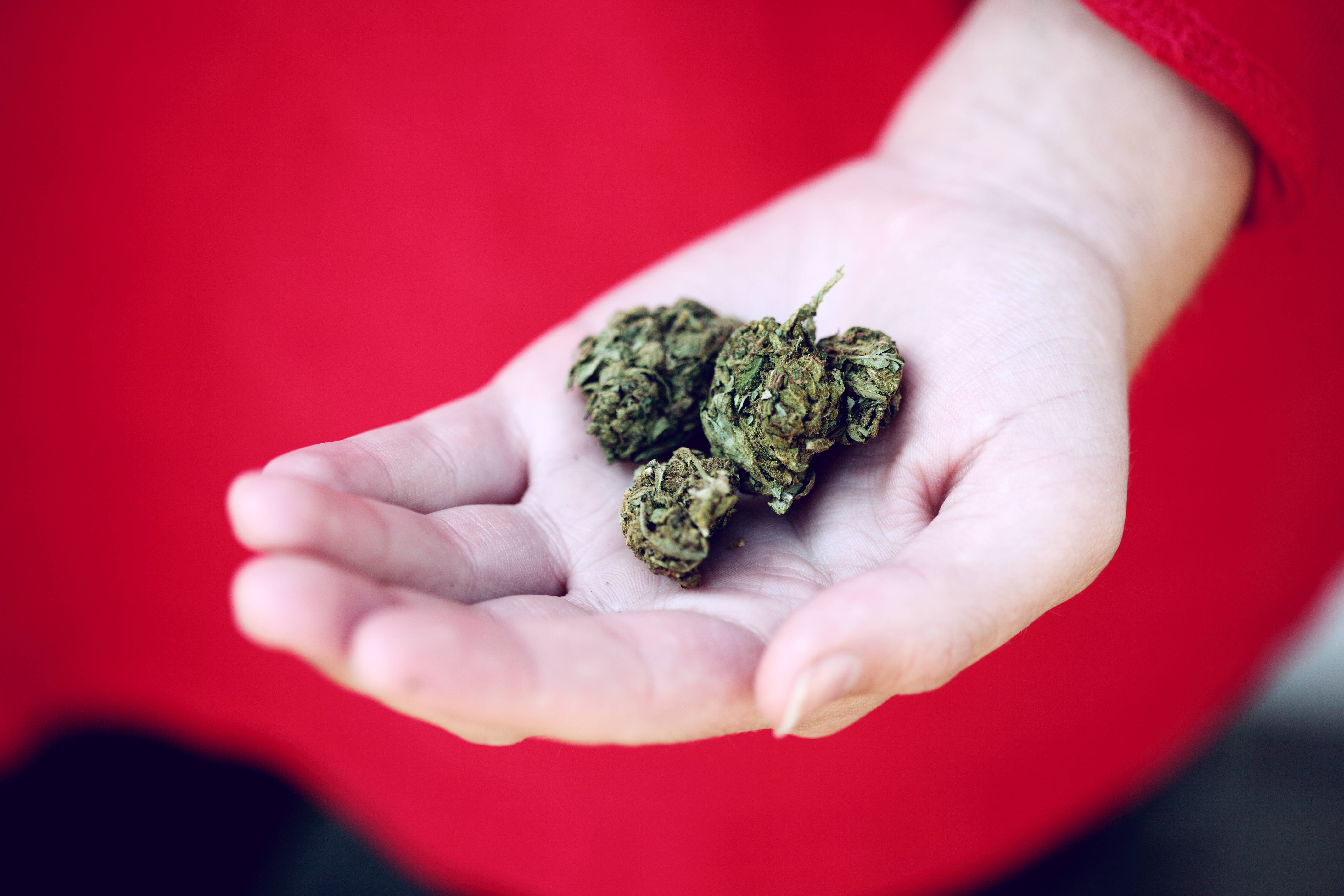 大麻 桌布 壁紙 — 一隻手拿著三個綠色大麻花蕾的特寫，背景是鮮豔的紅色。