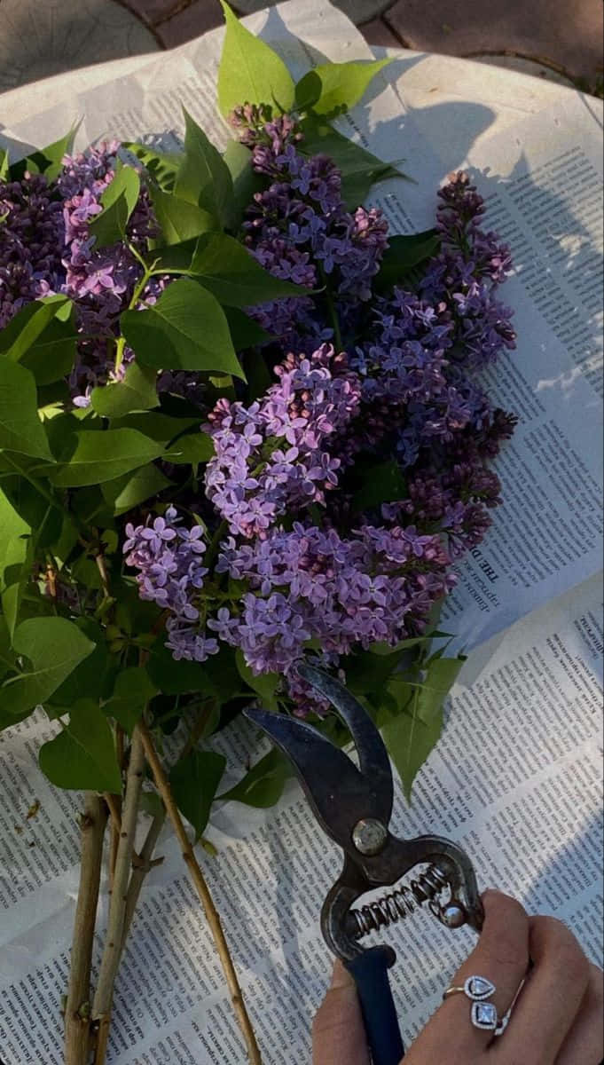 Violet Aesthetic 桌布 壁紙 — 一隻手拿著修枝剪，放在戶外一本打開的書上的一束充滿活力的紫色丁香花上方。
