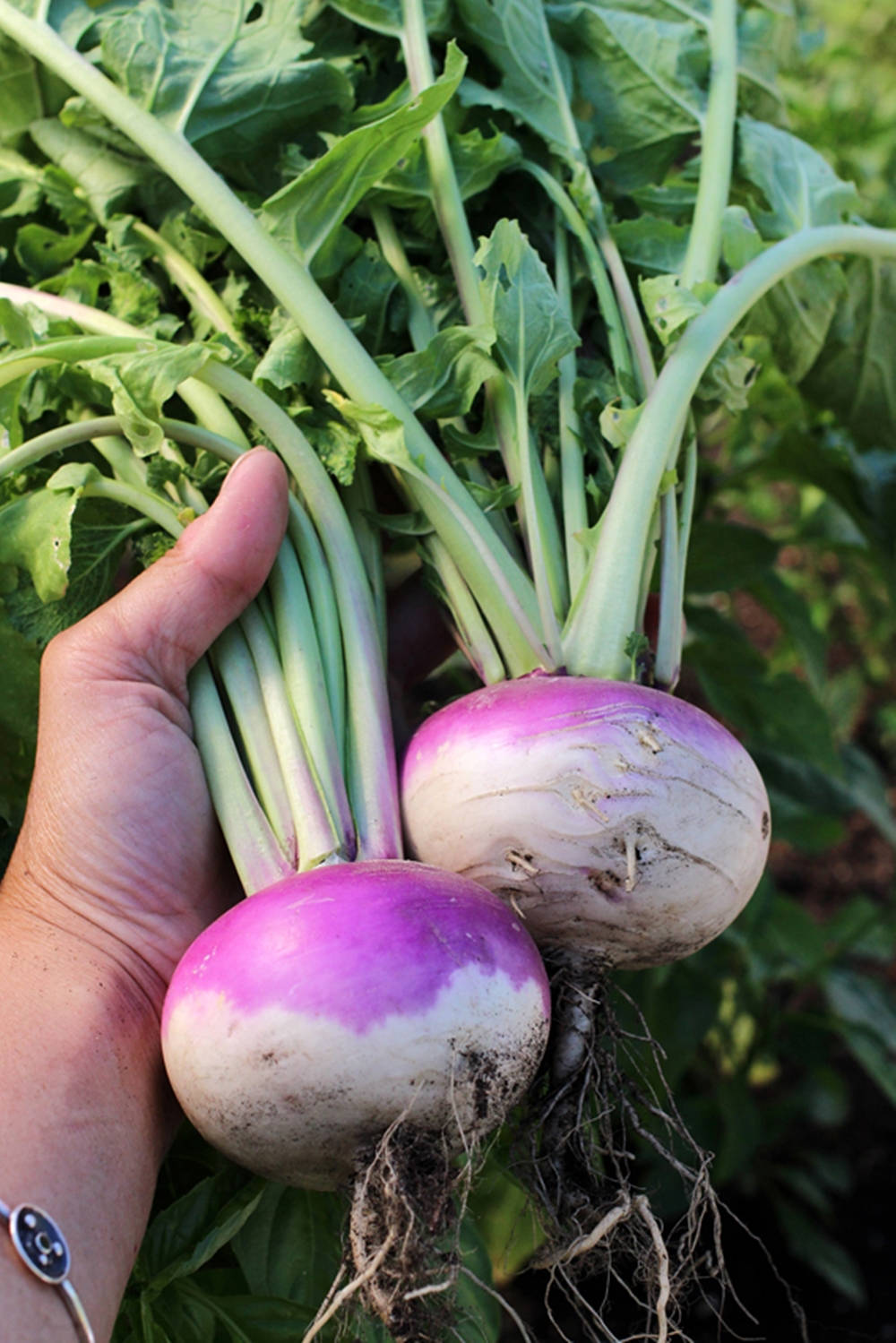 Healthy Food 桌布 壁紙 — 一隻手拿著兩個新鮮的紫色和白色蕪菁，帶有綠色莖，背景是模糊的花園。