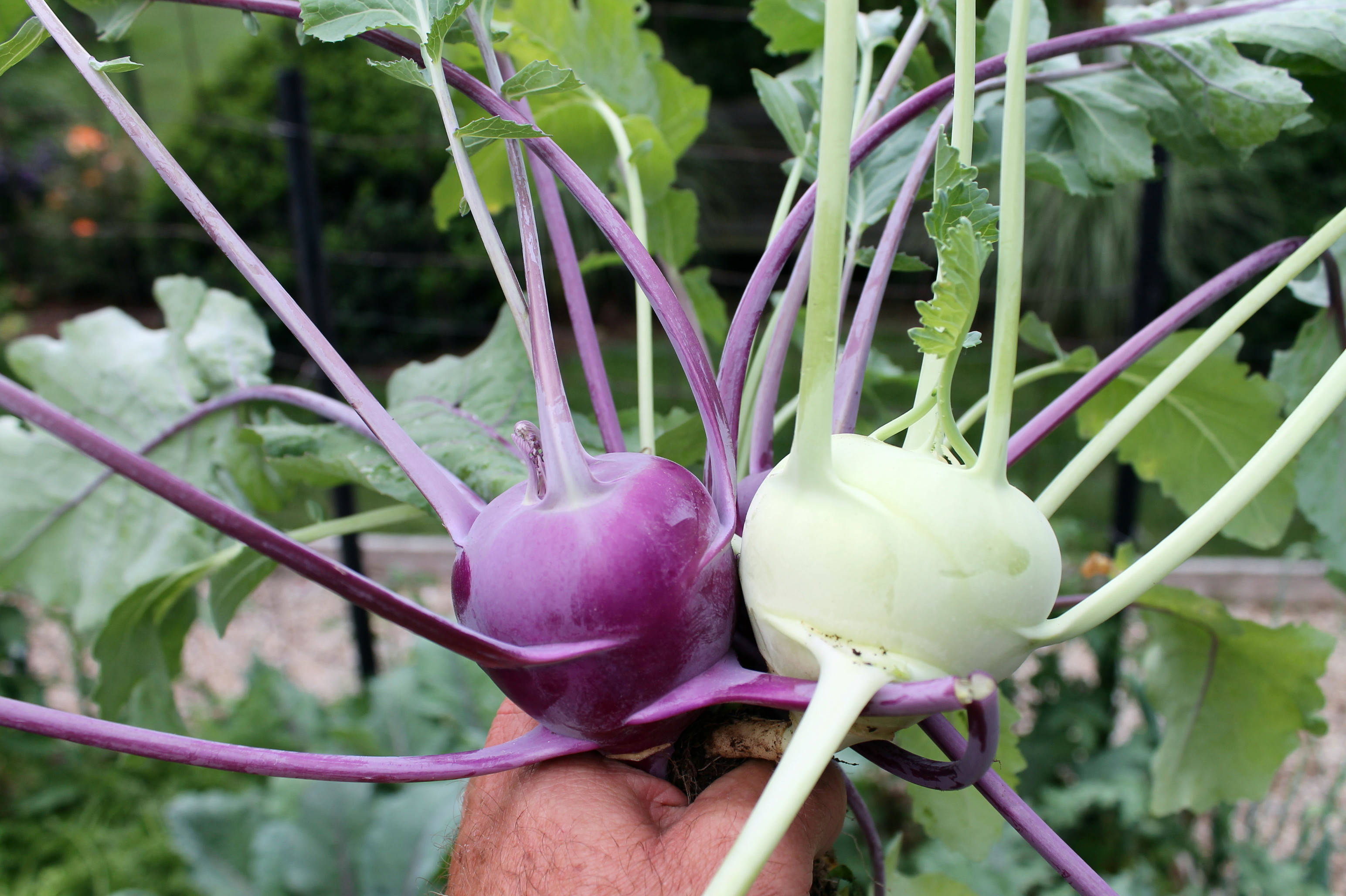 Healthy Food 桌布 壁紙 — 一隻手拿著兩個新鮮的苤藍，一個紫色一個白色，帶有鮮綠色的葉子和紫色的莖，背景是模糊的花園。