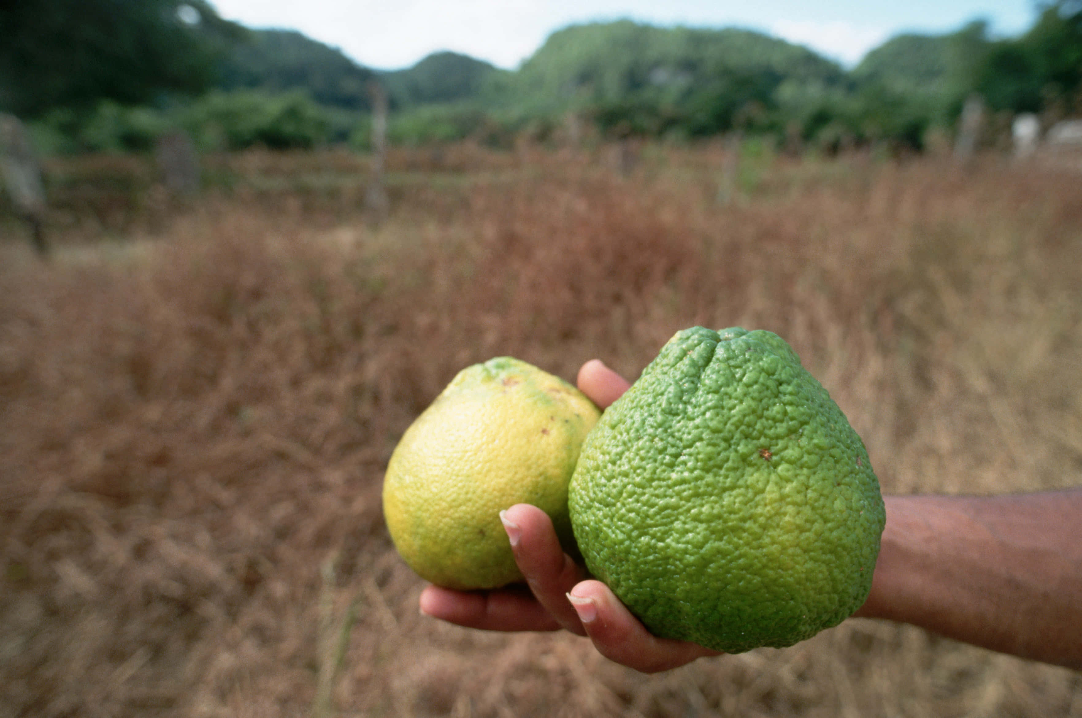 Fruits 桌布 壁紙 — 一隻手拿著兩個柑橘類水果，一個綠色一個黃色，背景是模糊的鄉村田野和連綿起伏的山丘。