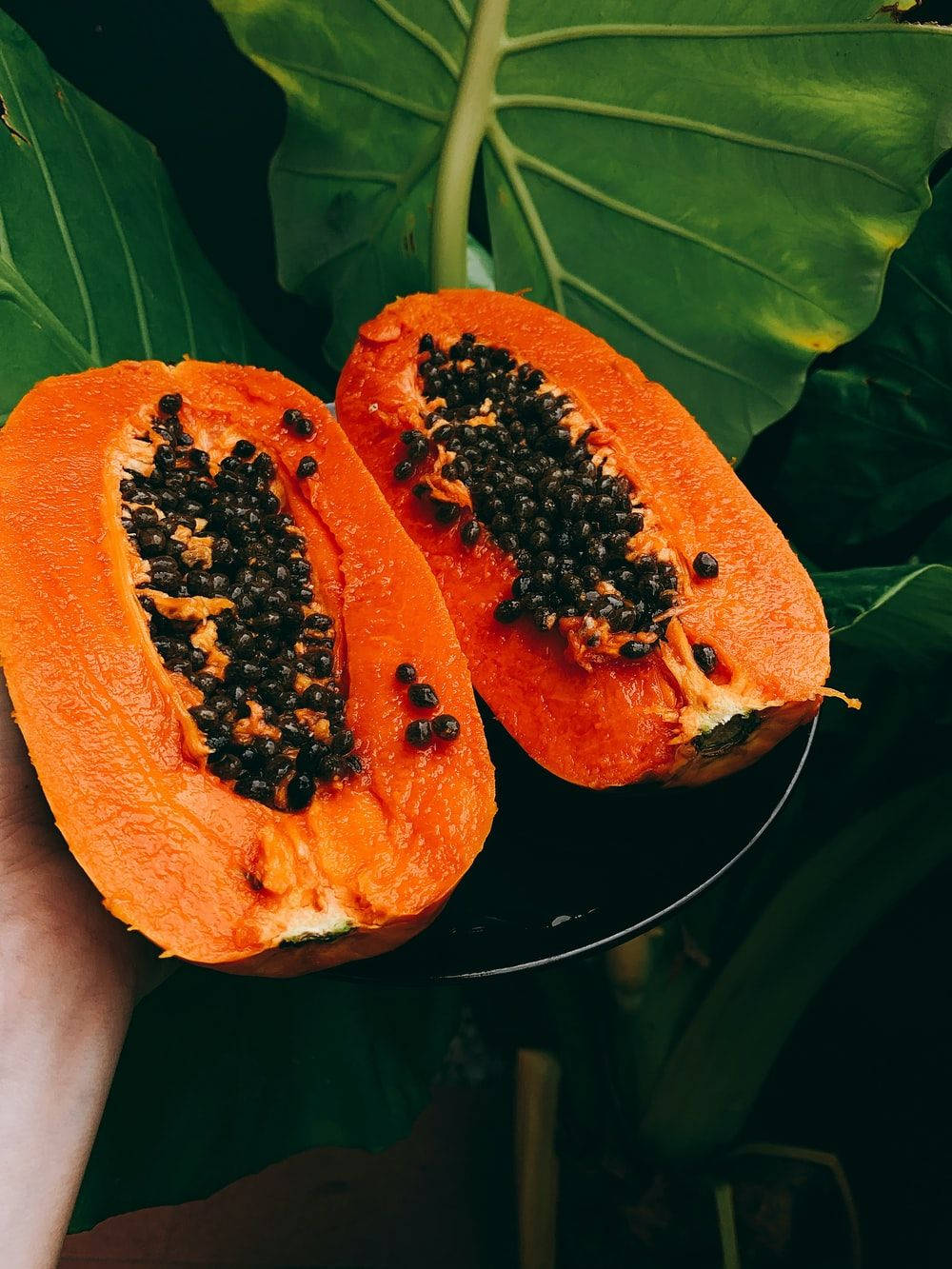 Fruits 桌布 壁紙 — 一隻手拿著兩半鮮豔的橙色木瓜，露出黑色的種子，襯著茂盛的綠色熱帶葉子。