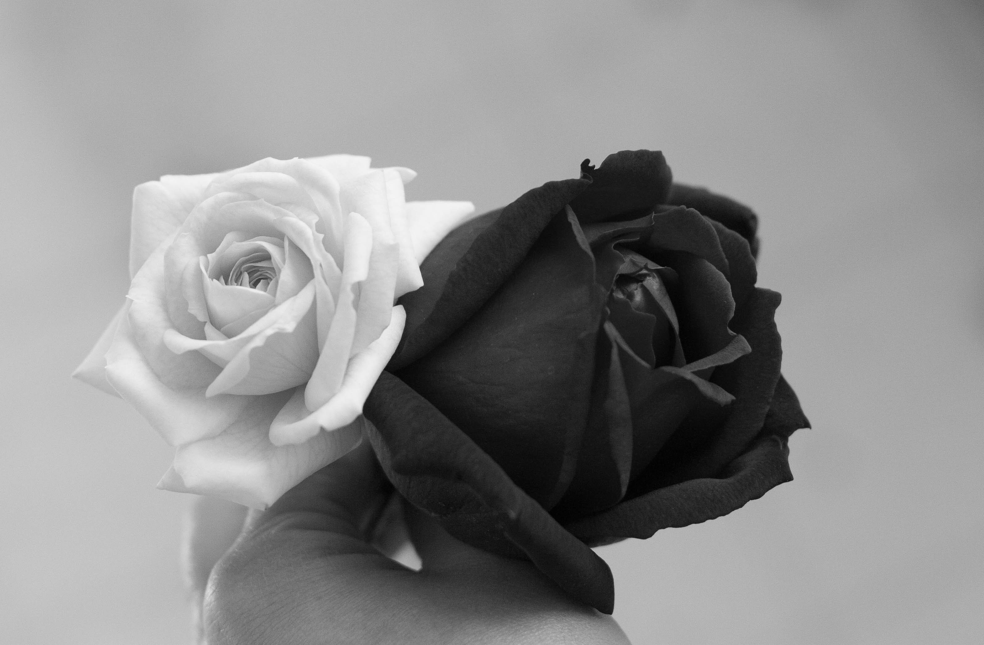 Rose Flower 桌布 壁紙 — 一隻手拿著兩朵對比鮮明的玫瑰，一朵純白，一朵深黑，背景是柔和的灰色單色調。
