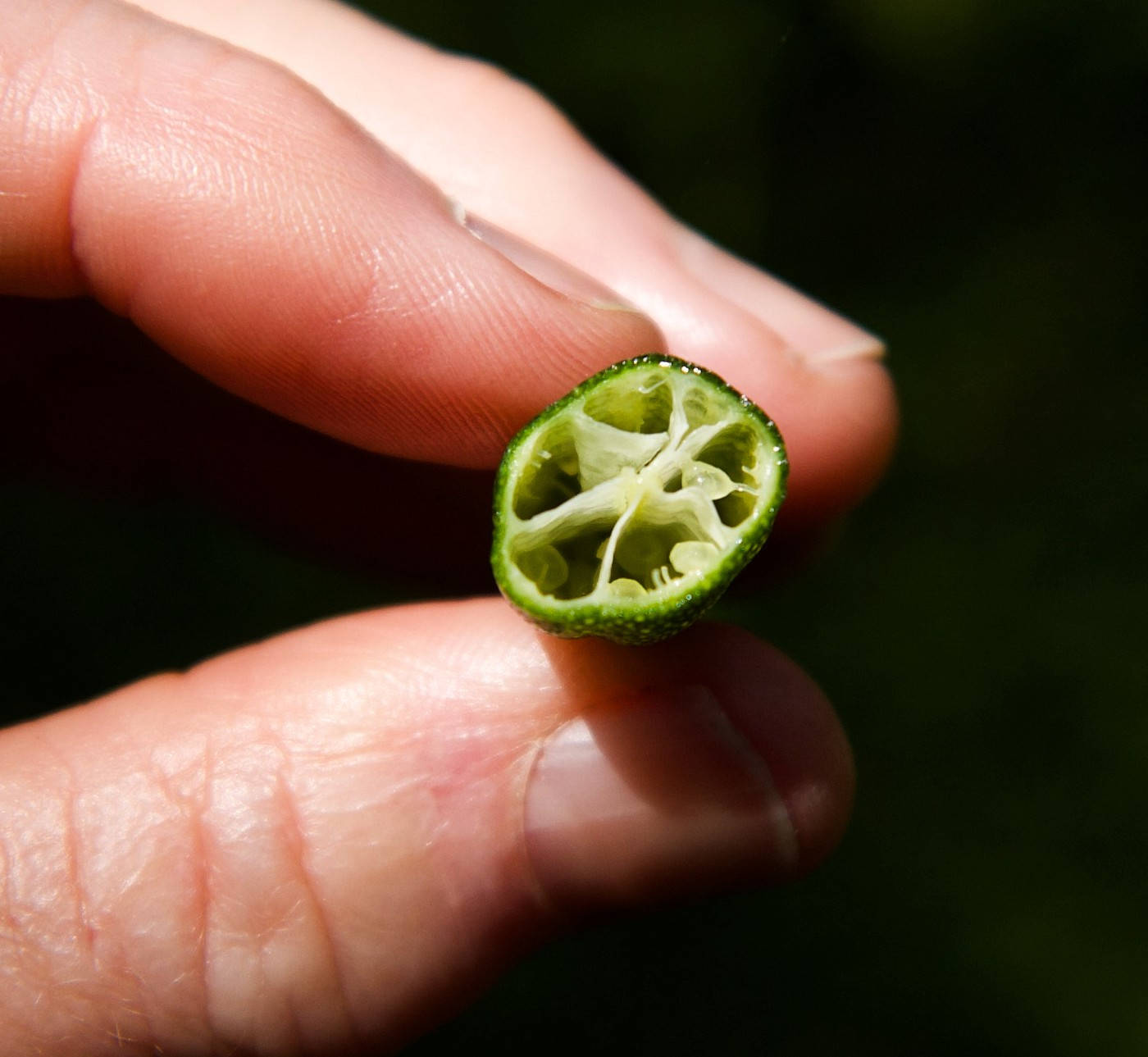 Fruits 桌布 壁紙 — 一隻手拿著切片綠色柑橘類水果的特寫，揭示其複雜的分段內部。