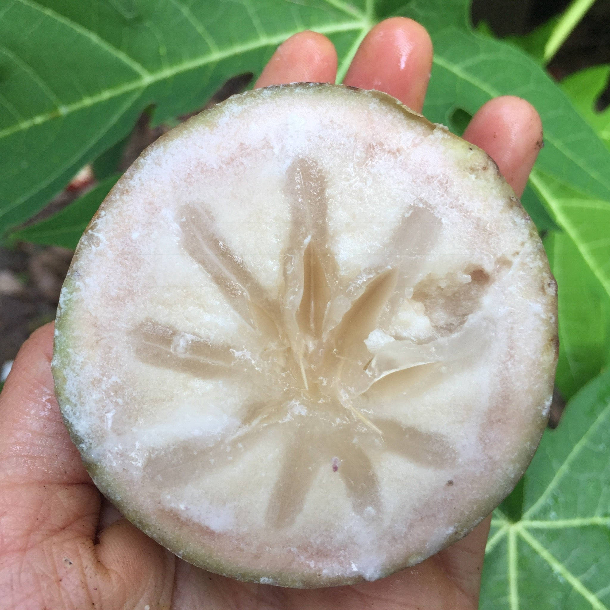 Fruit 桌布 壁紙 — 一隻手拿著切片麵包果，露出其星形淡色內部，襯托著茂密的綠葉。