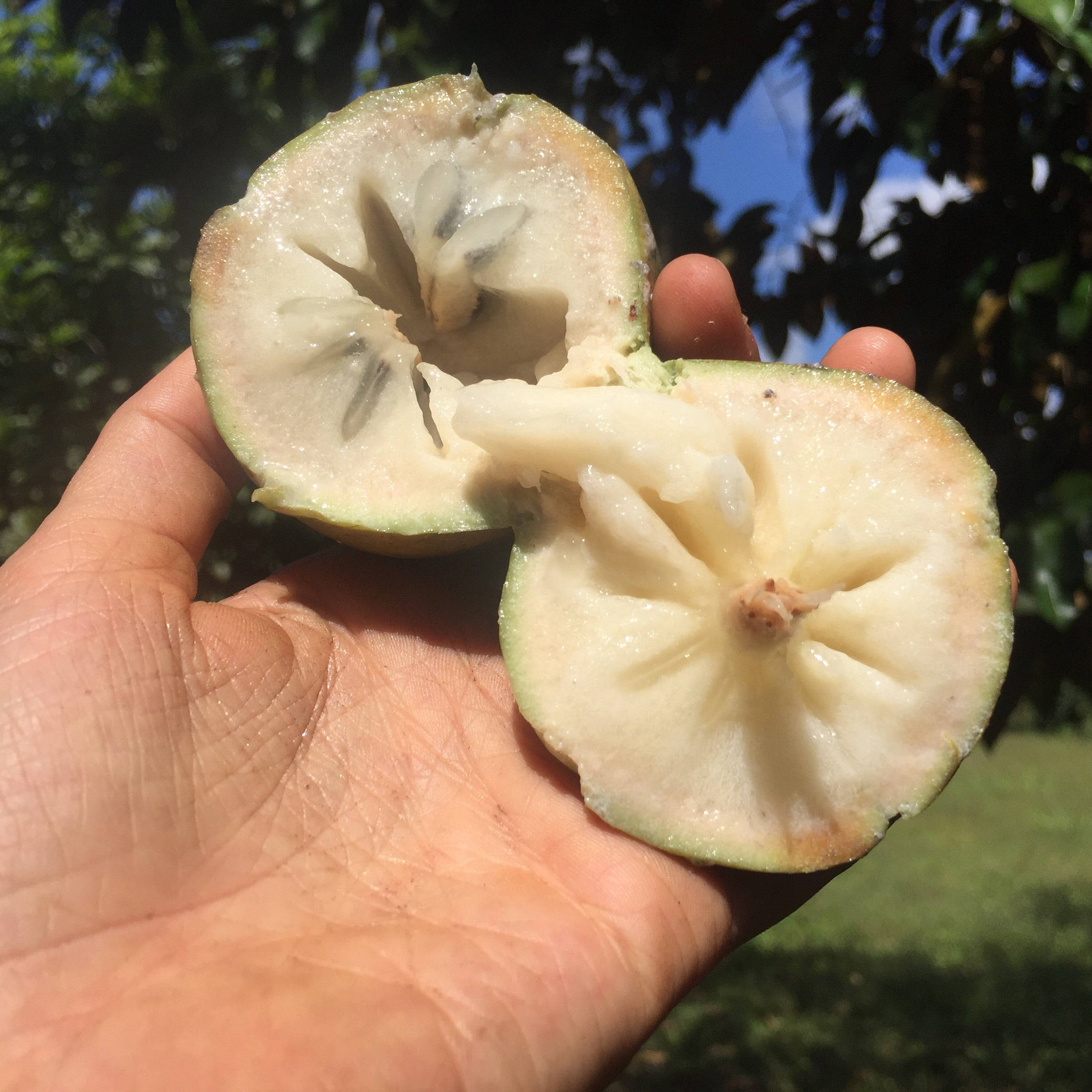 Fruit 桌布 壁紙 — 一隻手拿著剛切開的奶油蘋果，露出奶油白色的果肉和深色種子，背景是陽光明媚的花園。