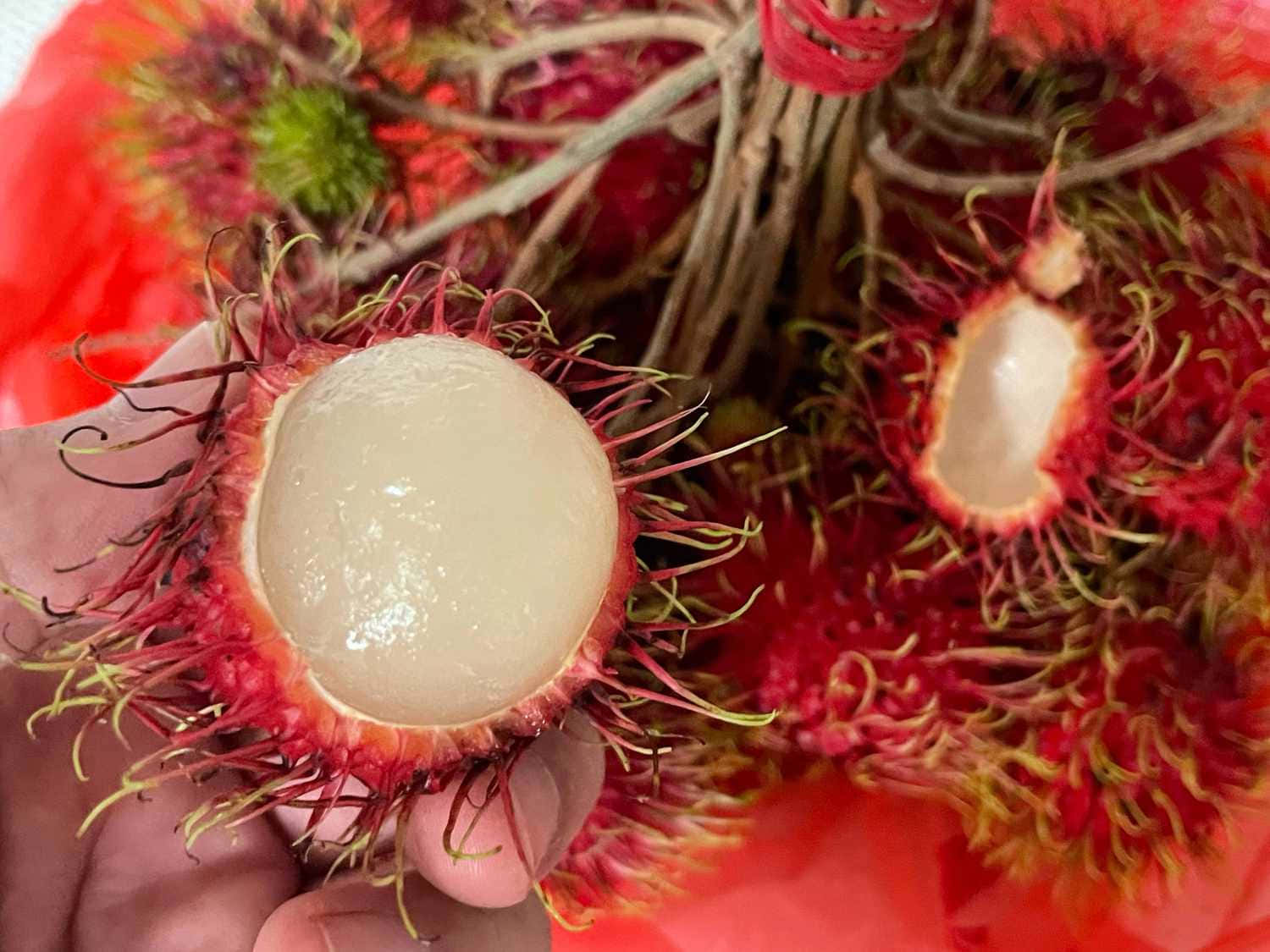 Fruit 桌布 壁紙 — 一隻手拿著剛打開的紅毛丹，露出閃閃發光的白色果肉，背景是鮮紅色的多刺外殼。