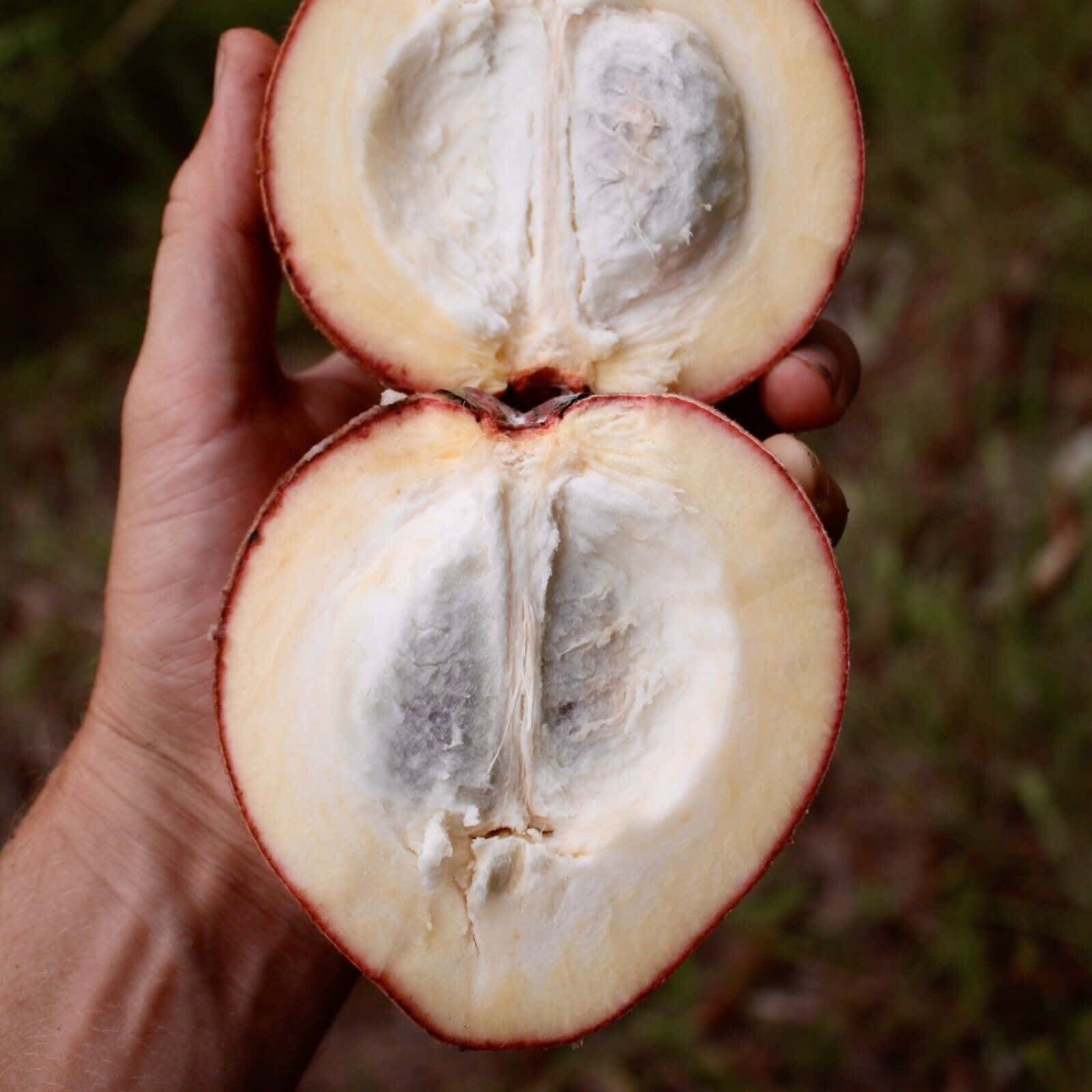 蘋果 桌布 壁紙 — 一隻手拿著半個水果，露出奶油白色的果肉和深色種子，背景是模糊的綠色。