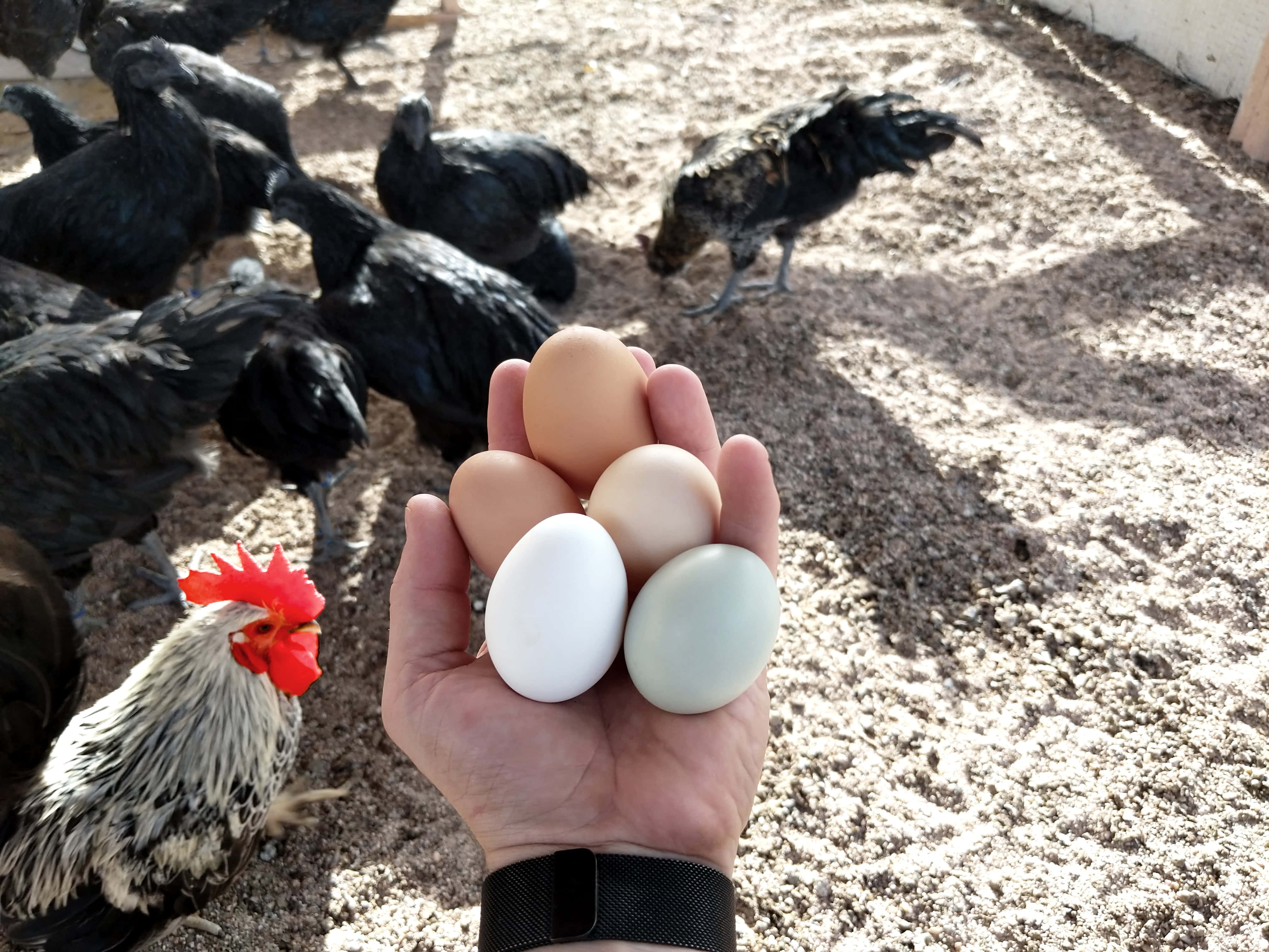 Brown Eggs 桌布 壁紙 — 一隻手拿著各種彩色雞蛋，而後方有黑雞在陽光照射的泥土中覓食。
