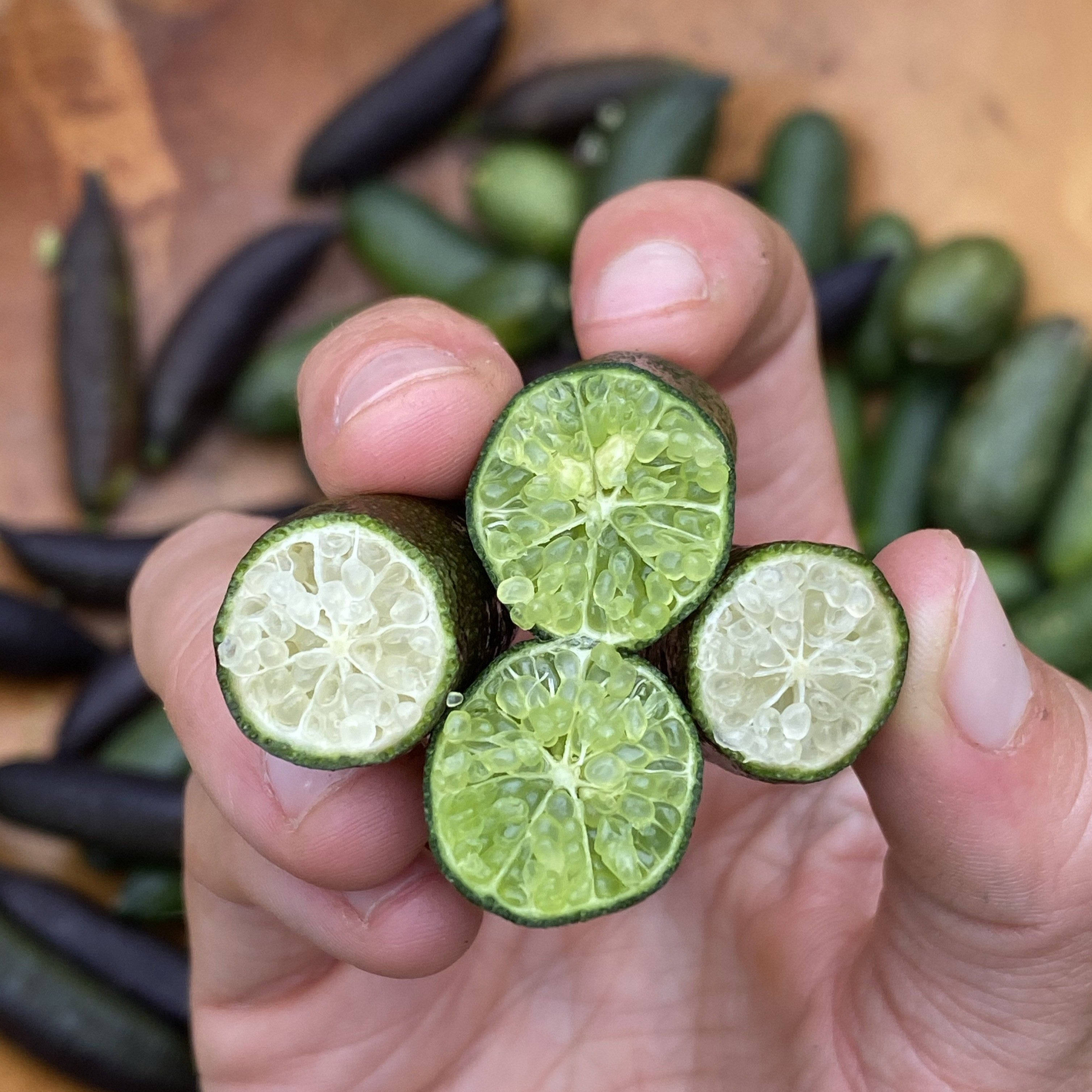 Fruits 桌布 壁紙 — 一隻手拿著四個鮮綠色金橘的橫切面，露出多汁的分瓣果肉，背景是木質表面上的完整水果。