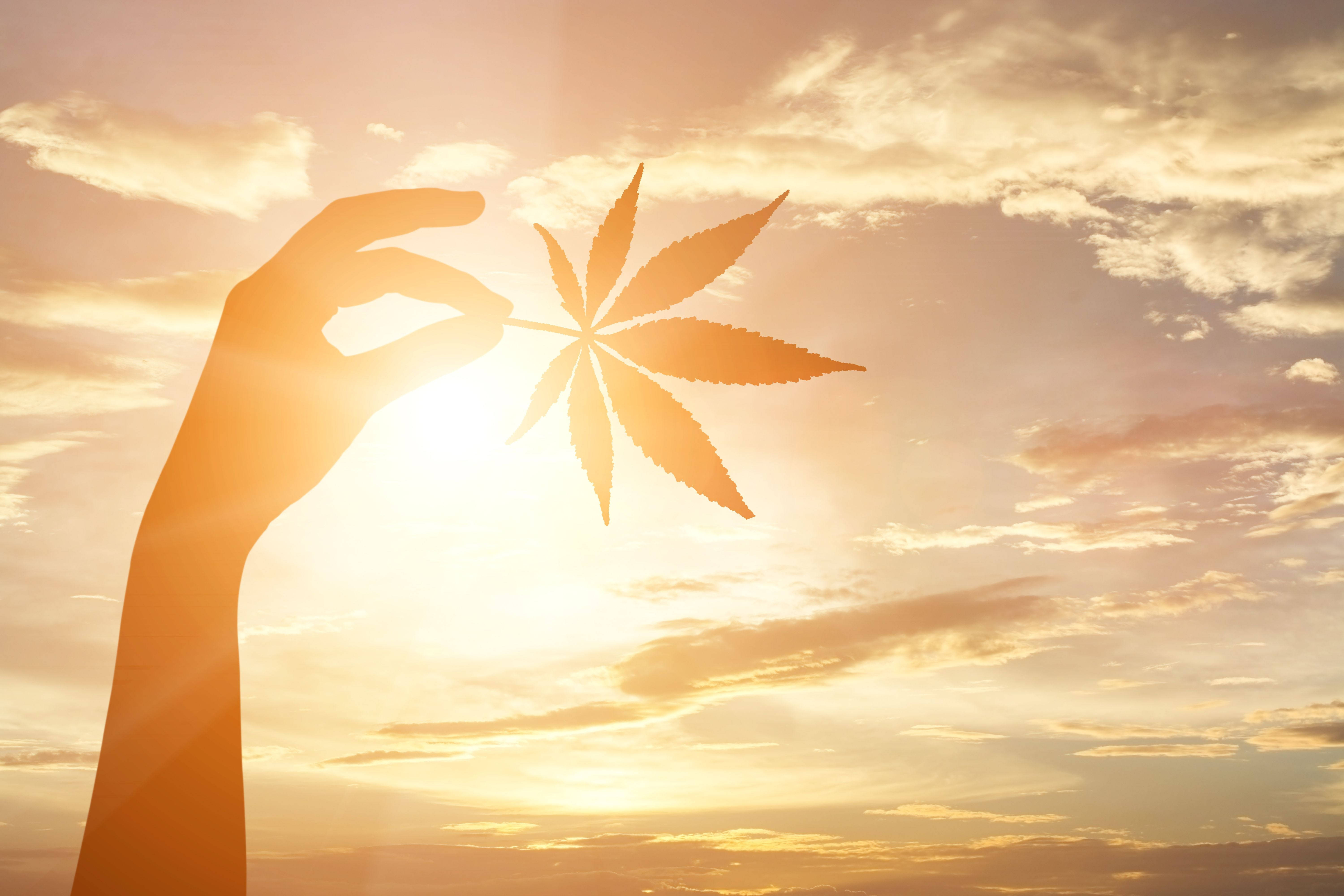 大麻 桌布 壁紙 — 一隻手拿著大麻葉，對著閃耀的日落天空，溫暖的金色雲彩。