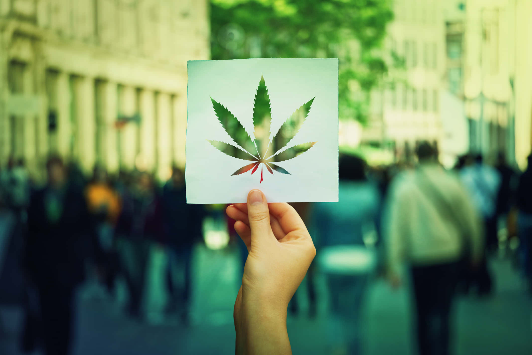 大麻 桌布 壁紙 — 一隻手拿著大麻葉的紙剪紙，背景是模糊的城市街道。
