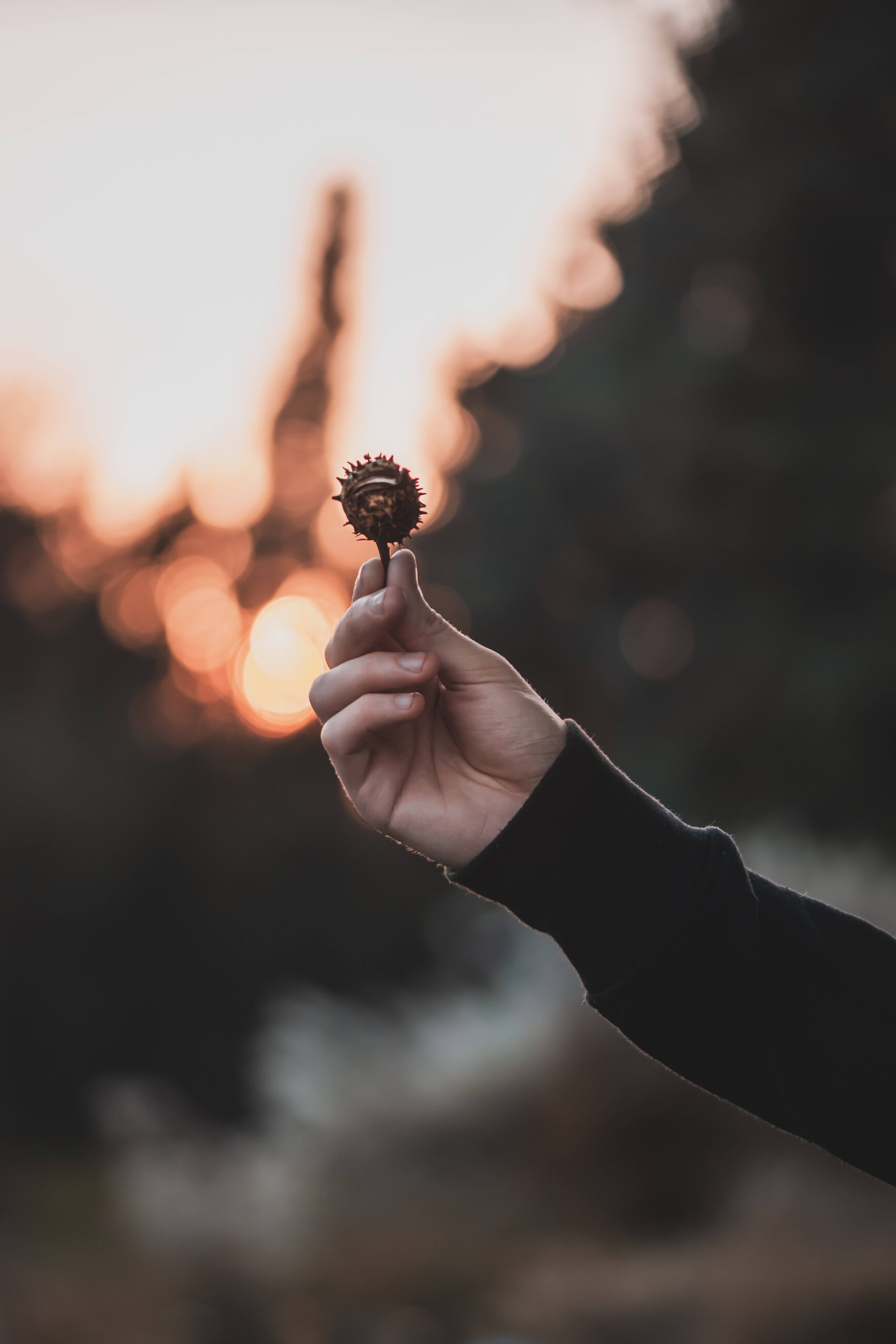 Focus 桌布 壁紙 — 一隻手拿著帶刺的栗子，背景是溫暖模糊的日落，帶有柔和的金色散景。