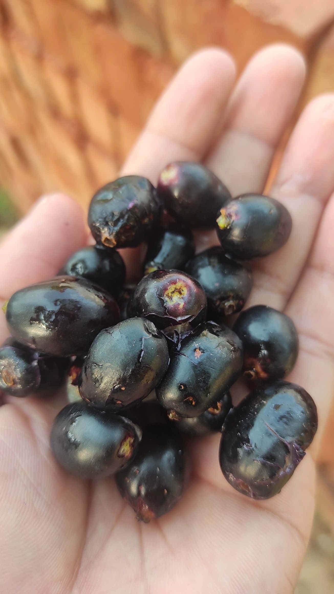 Plum 桌布 壁紙 — 一隻手拿著帶有紫色底調的光澤黑色棗子，背景是模糊的木頭。