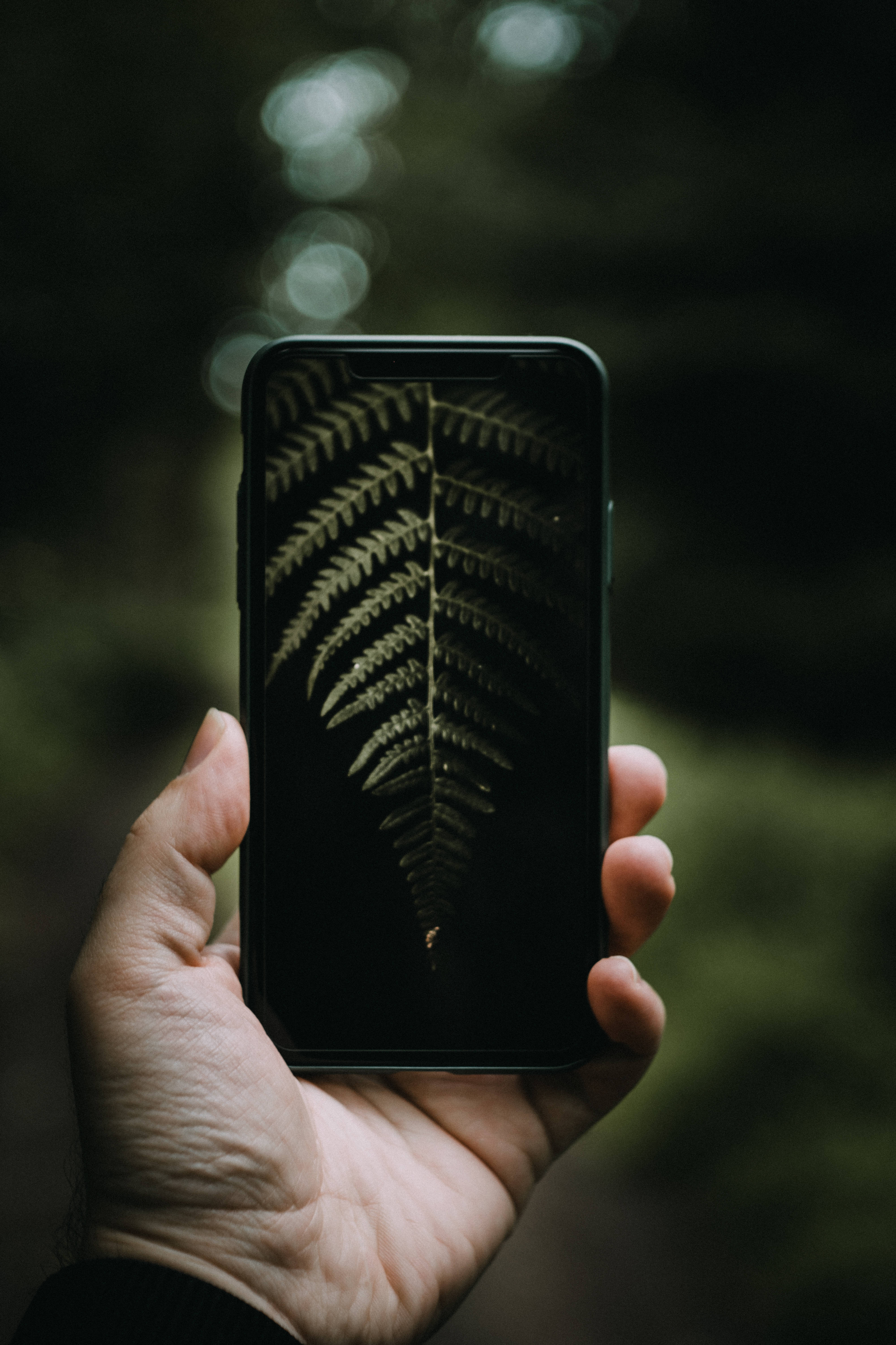 Best Smartphone 桌布 壁紙 — 一隻手拿著手機，顯示一片詳細的蕨葉，背景是模糊的森林和柔和的光斑。