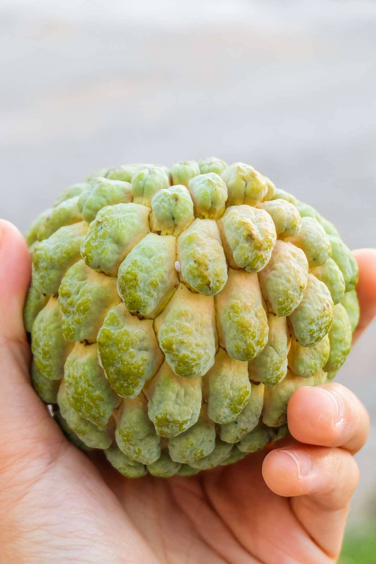 Fruit 桌布 壁紙 — 一隻手拿著新鮮的綠色刺果番荔枝，表面凹凸不平，背景是模糊的戶外環境。
