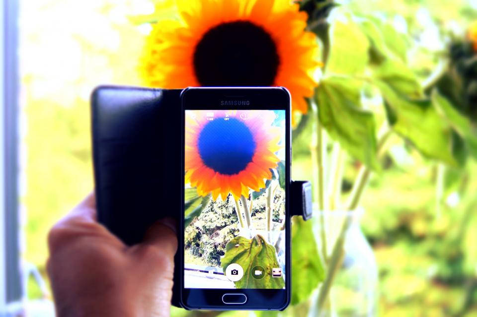 HD nature phone 桌布 壁紙 — 一隻手拿著智慧型手機，在明亮的自然光下捕捉一朵鮮豔的向日葵，背景是模糊的綠色。