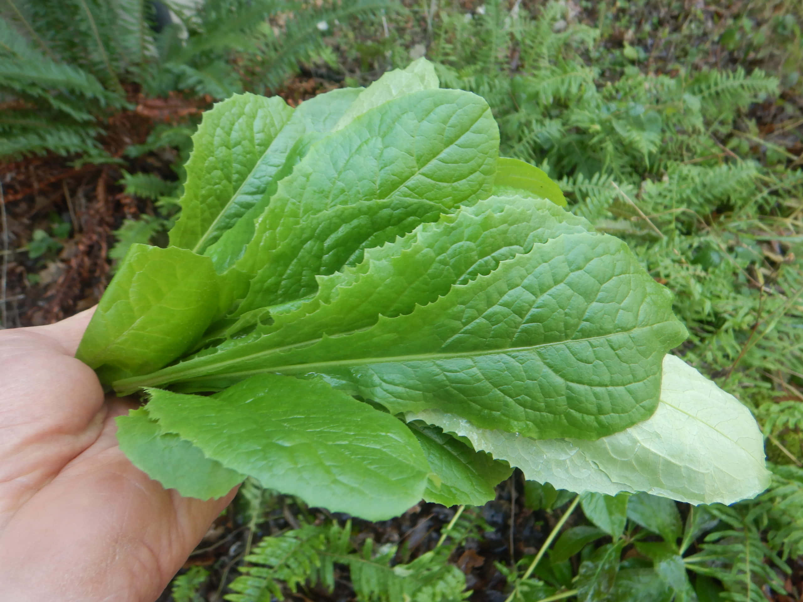 Wild Lettuce 桌布 壁紙 — 一隻手拿著邊緣呈鋸齒狀的鮮綠色生菜葉，背景是蕨類植物和森林地面。