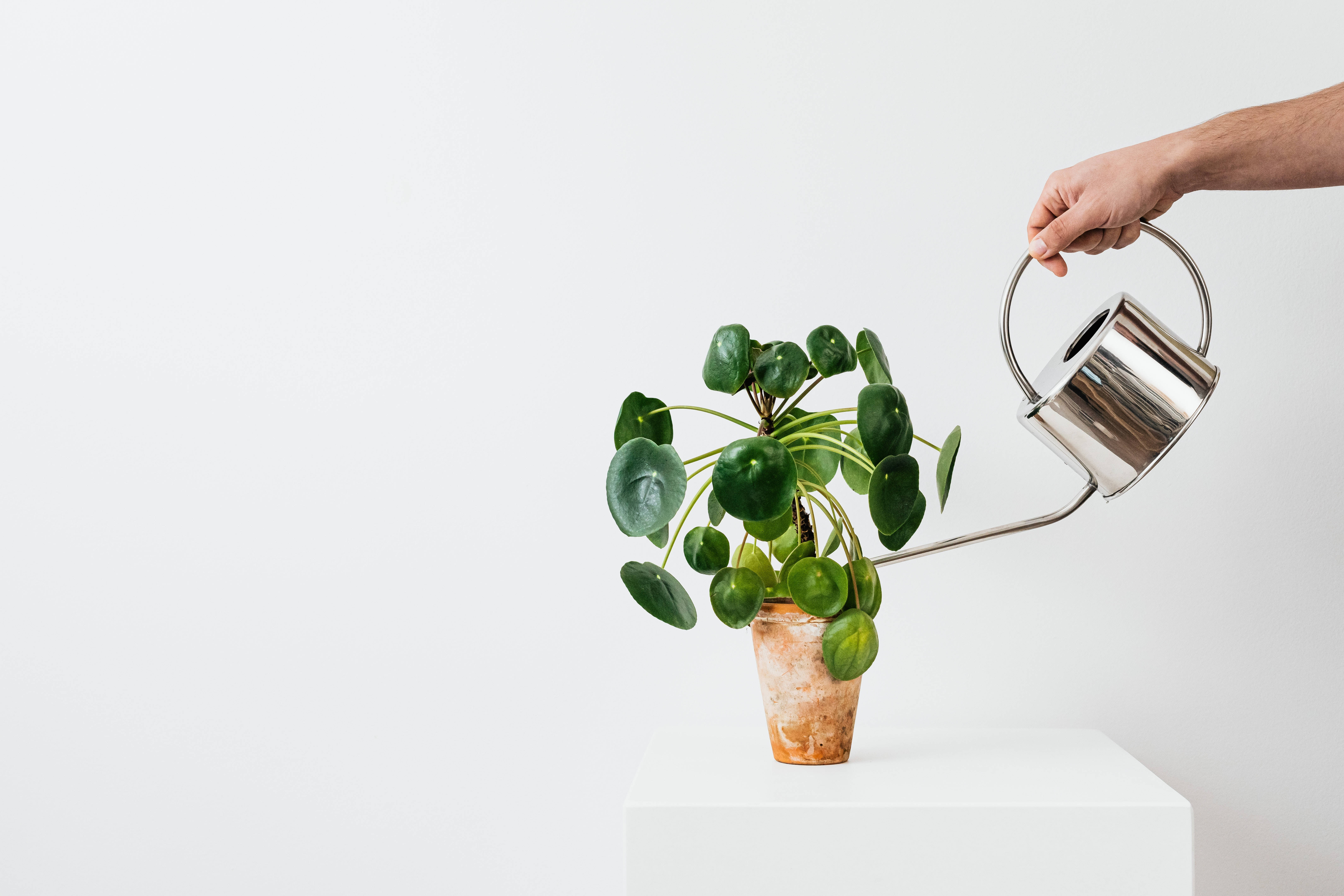 Plant Aesthetic 桌布 壁紙 — 一隻手拿著閃亮的金屬灑水壺，正在向一盆有圓形綠色葉子的盆栽植物澆水，背景是純白色。