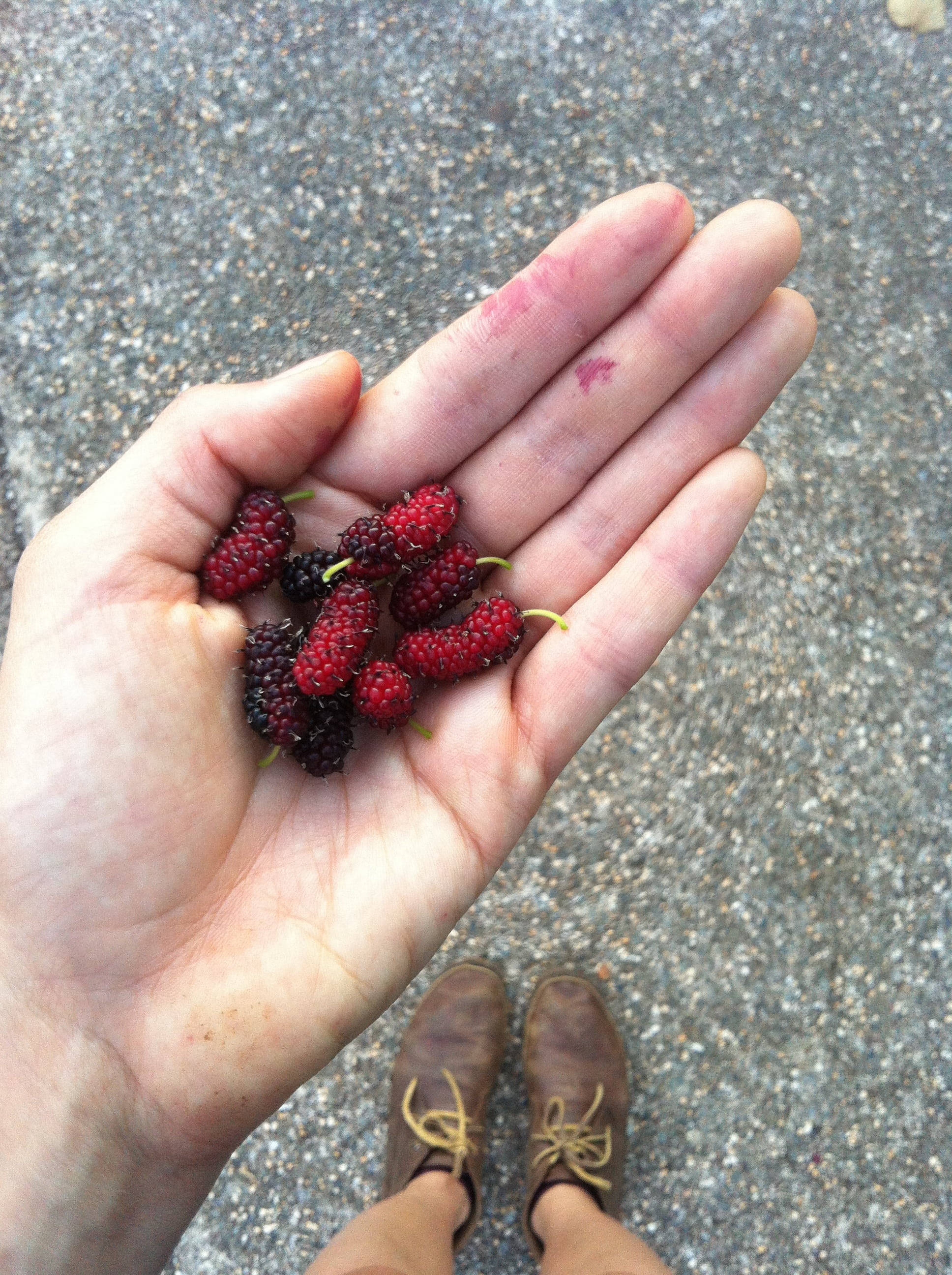 Fruits 桌布 壁紙 — 一隻手拿著飽滿的紅色和黑色桑葚，背景是灰色瀝青，下方可見棕色靴子。
