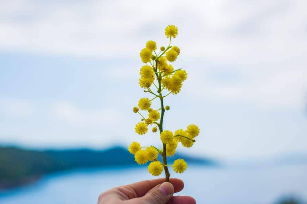 mimosa 桌布 壁紙 — 一隻手拿著鮮豔的黃色金合歡花莖，背景是柔和的水和藍天。
