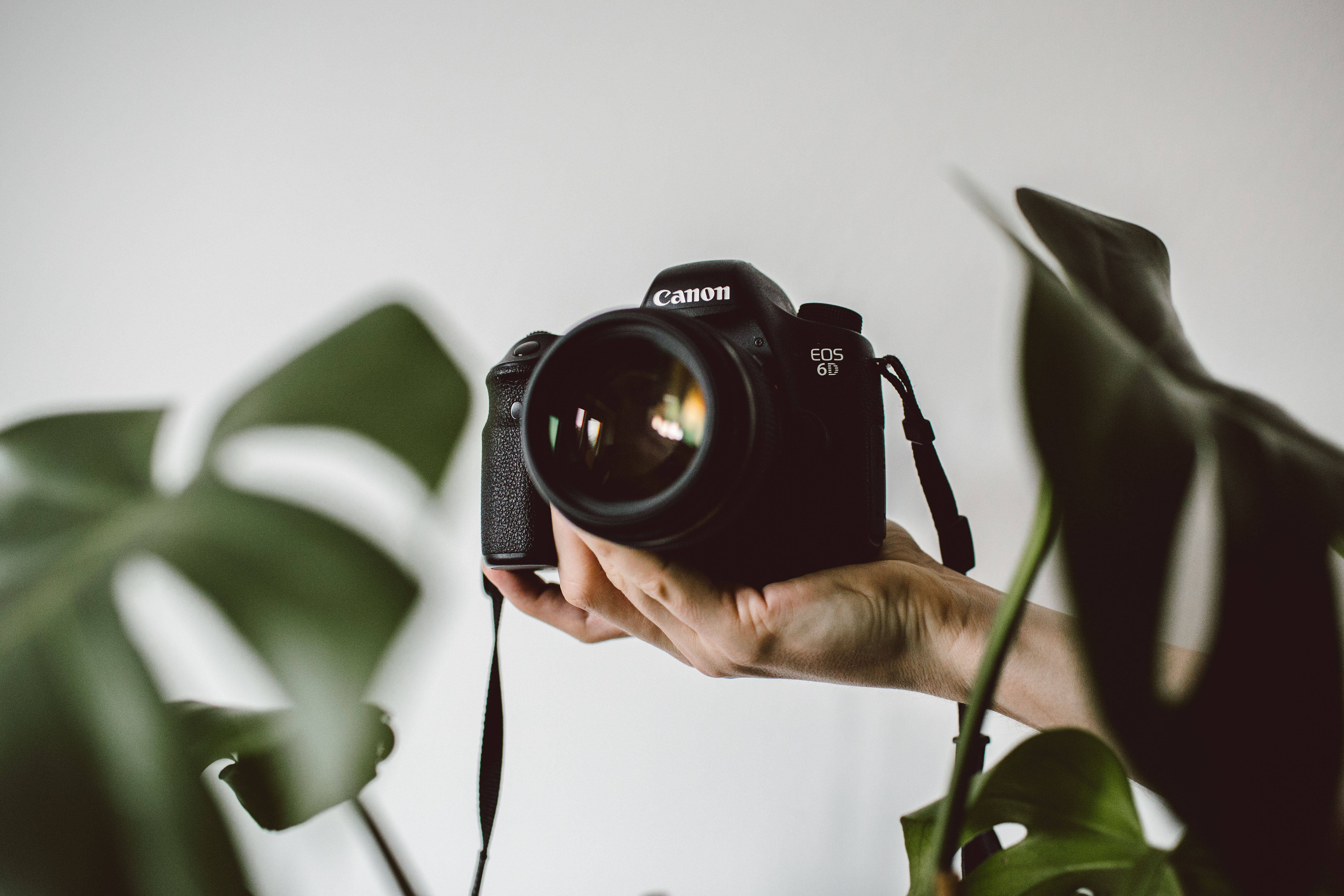 攝影 桌布 壁紙 — 一隻手拿著黑色Canon EOS 6D相機，被大型綠色龜背竹葉環繞，背景為柔和的白色。