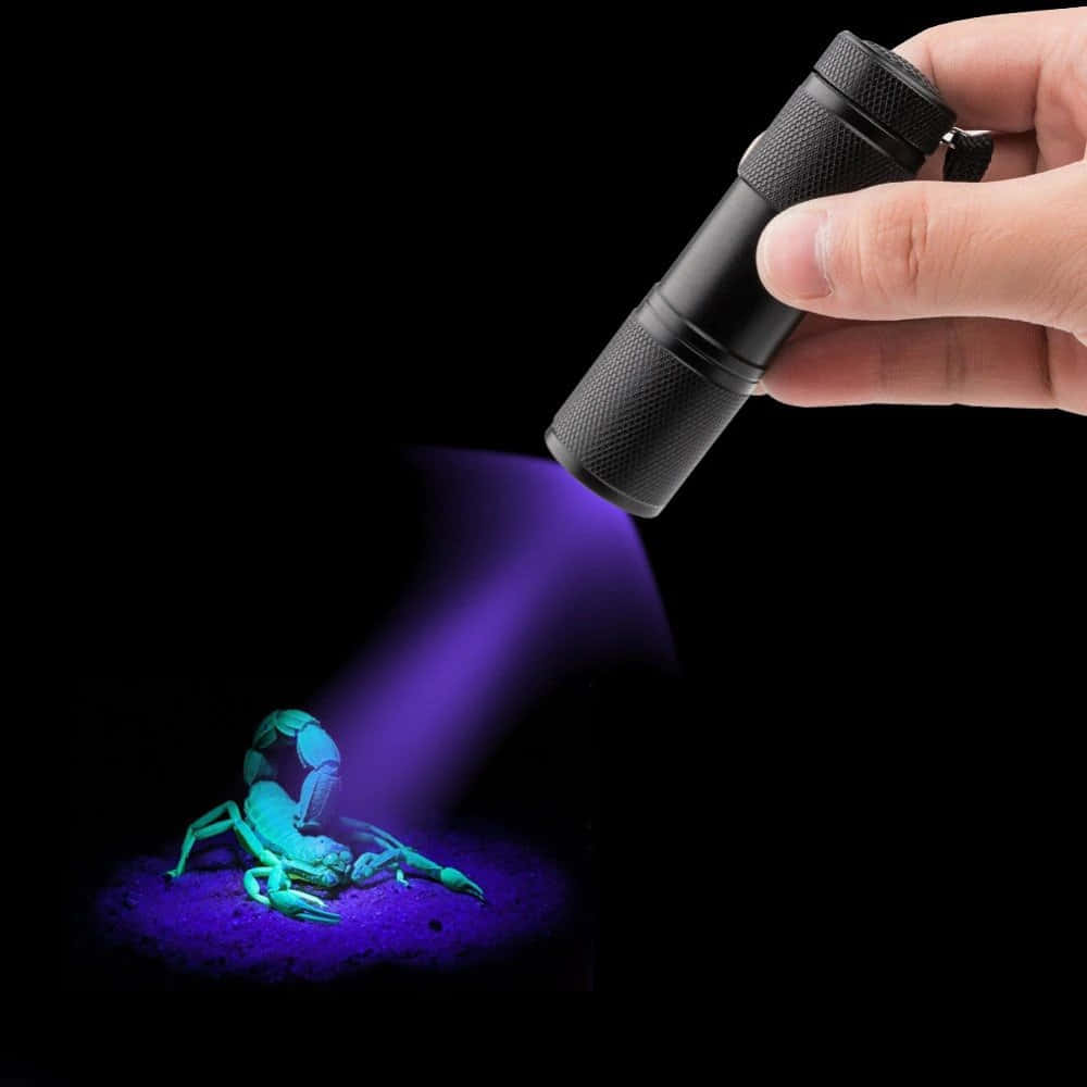 Flashlight 桌布 壁紙 — 一隻手拿著黑色紫外線手電筒，在黑暗背景上投射紫色光線到發光的綠色蠍子。