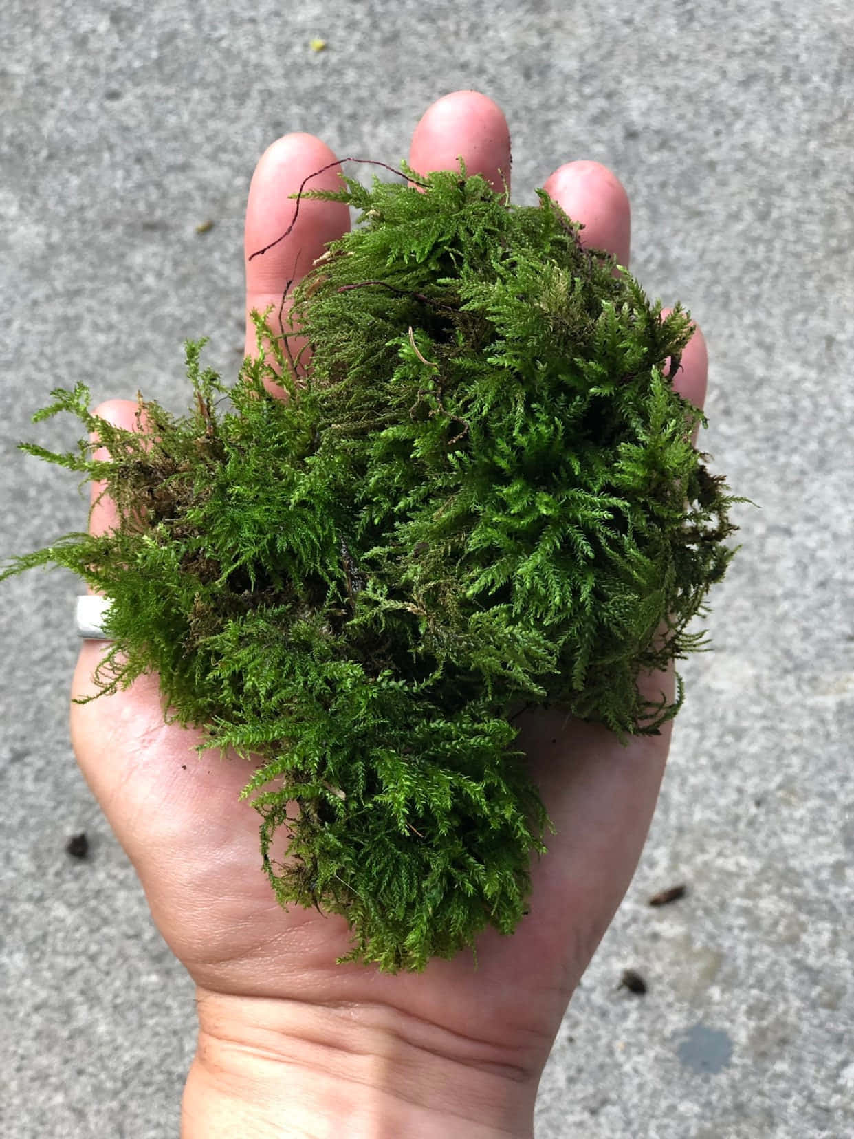Green Moss 桌布 壁紙 — 一隻手捧著一團茂密的綠色苔蘚，背景是灰色混凝土。