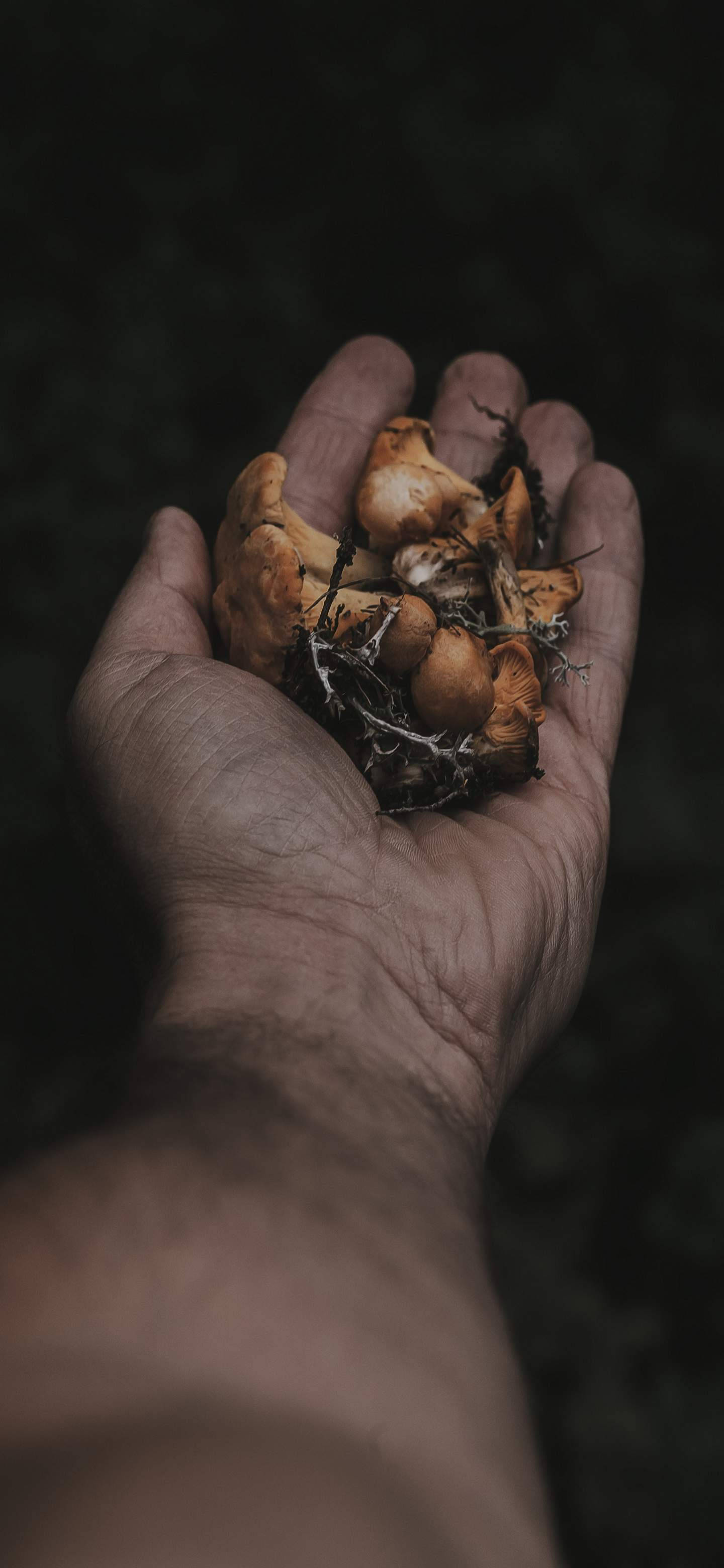 Mushroom 桌布 壁紙 — 一隻手捧著一小簇橙色蘑菇，背景是模糊的暗色森林。