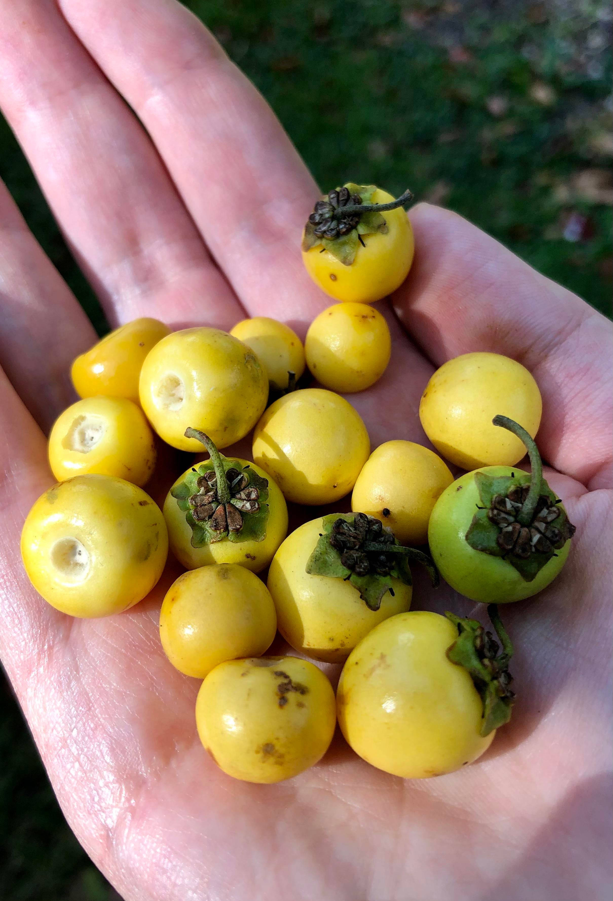 Fruits 桌布 壁紙 — 一隻手捧著一把帶有乾莖的小黃綠色漿果，背景是模糊的綠色。
