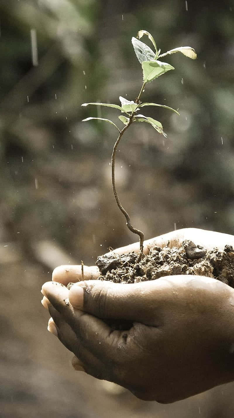 Sprout 桌布 壁紙 — 一隻手捧著一棵帶泥土的小樹苗，周圍雨滴輕輕落下，置身自然環境中。
