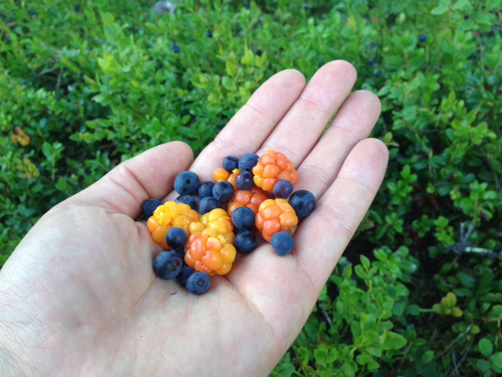 Berry 桌布 壁紙 — 一隻手捧著成熟的藍莓和橙色覆盆子，背景是茂密的綠色樹葉。