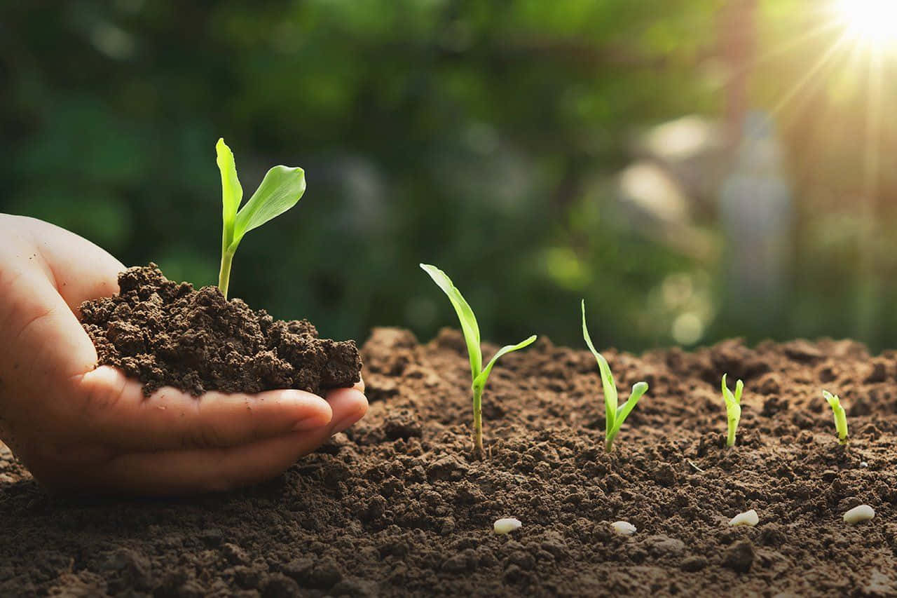 Compost 桌布 壁紙 — 一隻手捧著肥沃的土壤和嫩芽，而更多的幼苗在溫暖的陽光下一排排地生長。