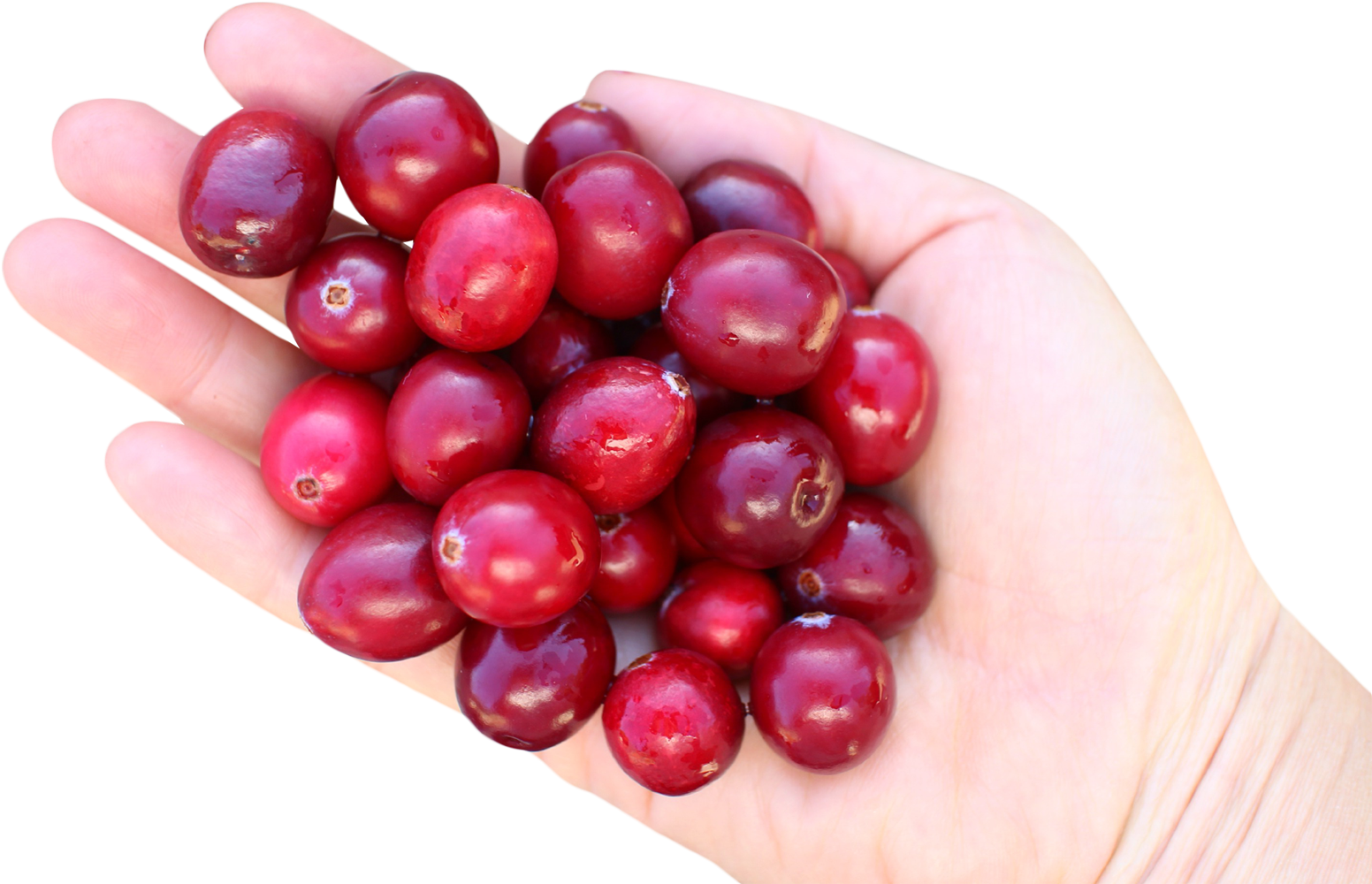 Healthy Food 桌布 壁紙 — 一隻手捧著飽滿光澤的紅色蔓越莓，背景是純黑色。