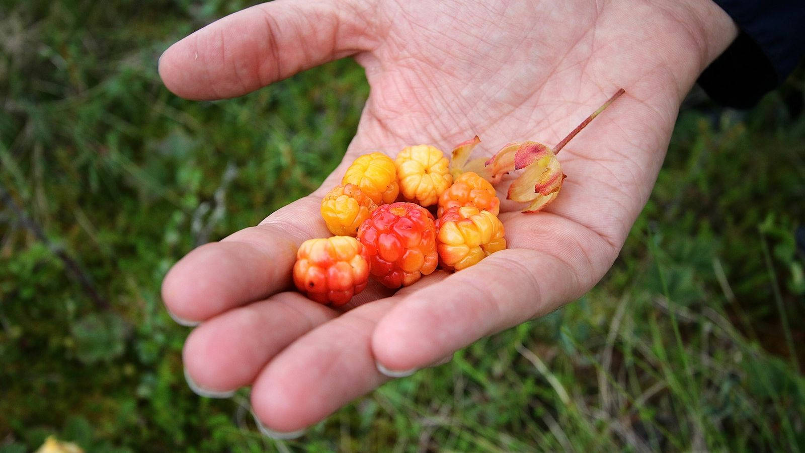 Berry 桌布 壁紙 — 一隻手捧著鮮豔的橙色和紅色野生漿果，背景是柔和的綠色草地。