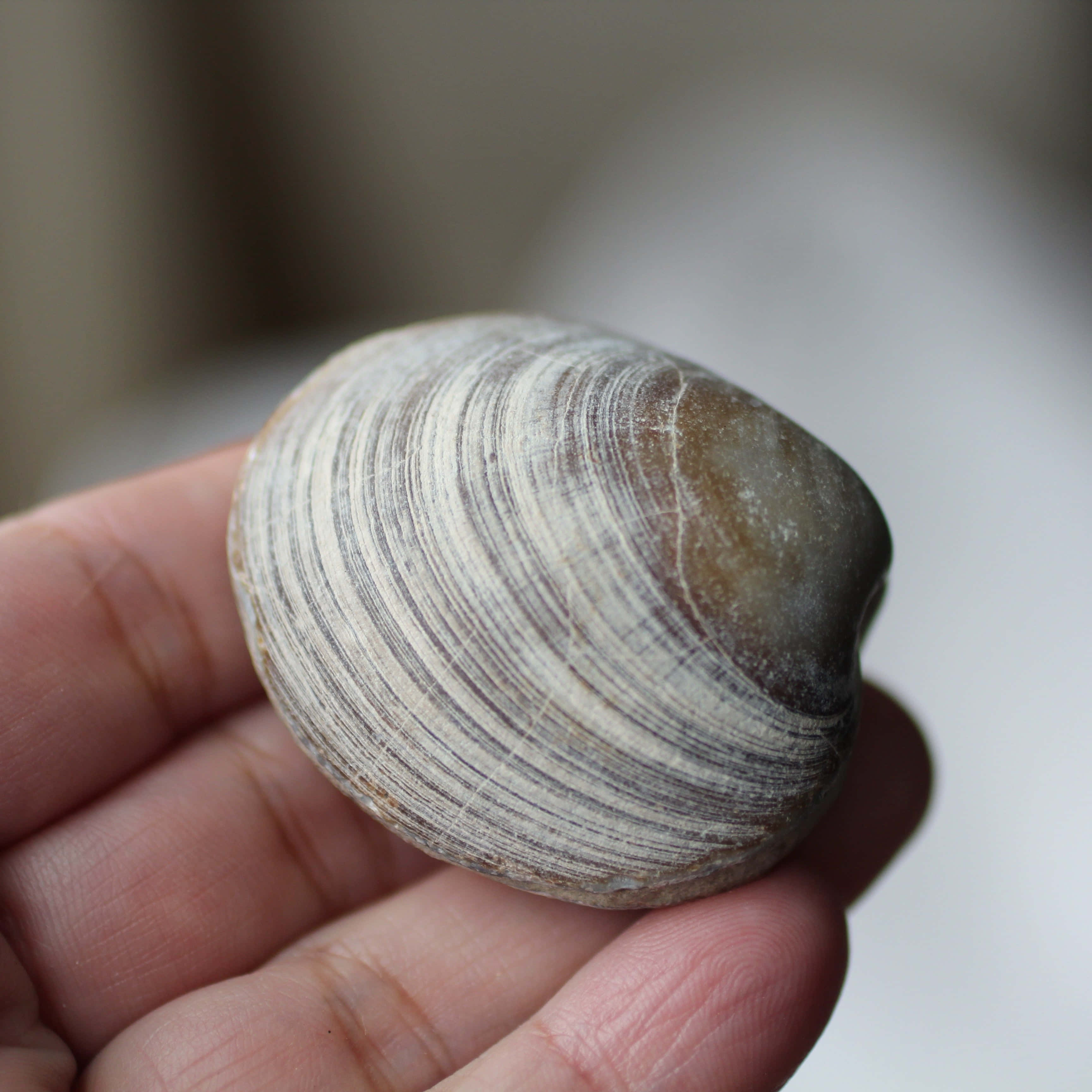Clam Shell 桌布 壁紙 — 一隻手握住帶有天然灰色和白色圖案的光滑條紋貝殼的特寫照片。
