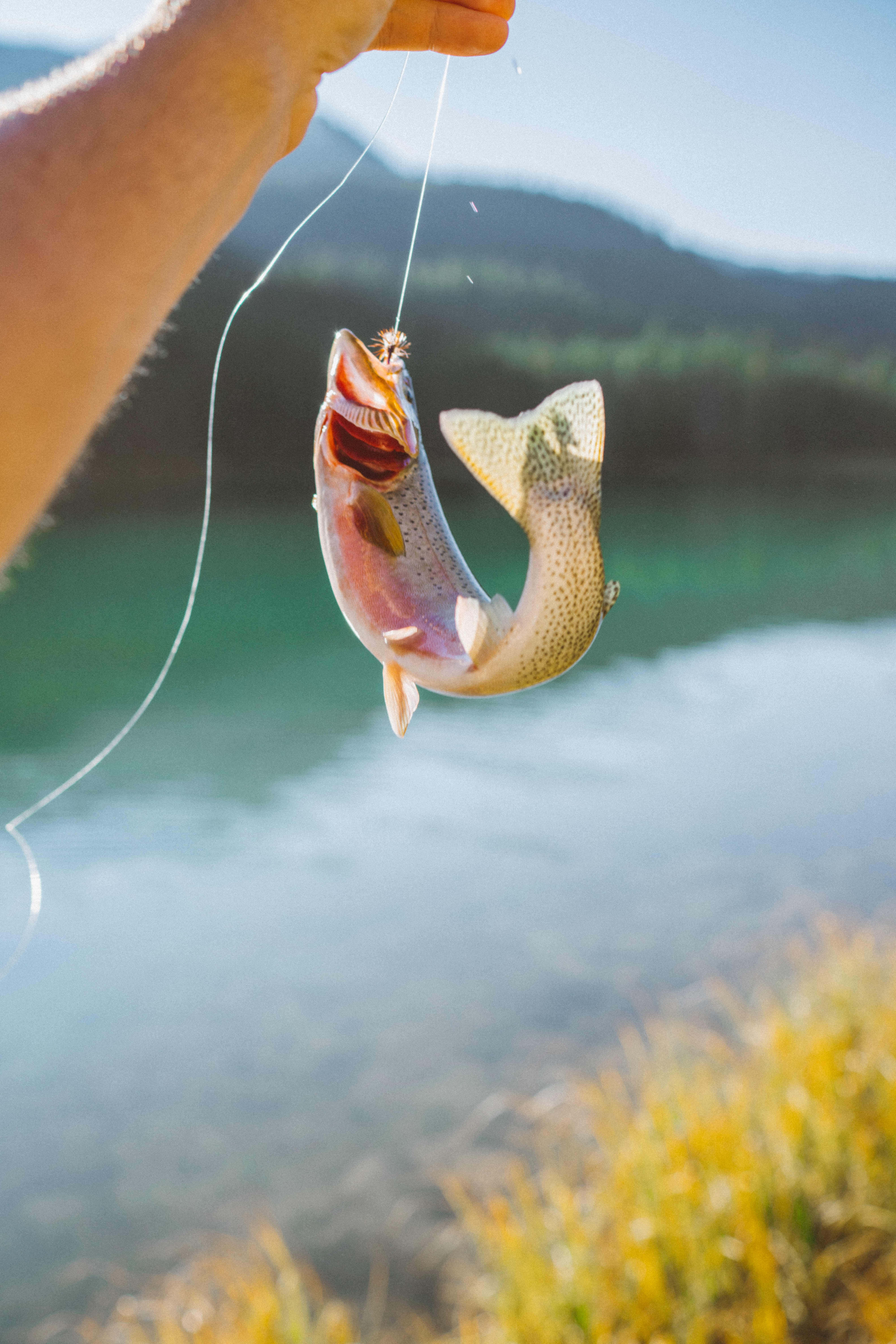 Fishing Phone 桌布 壁紙 — 一隻手用釣魚線拎著一條虹鱒，在平靜的湖面上方，背景有山。