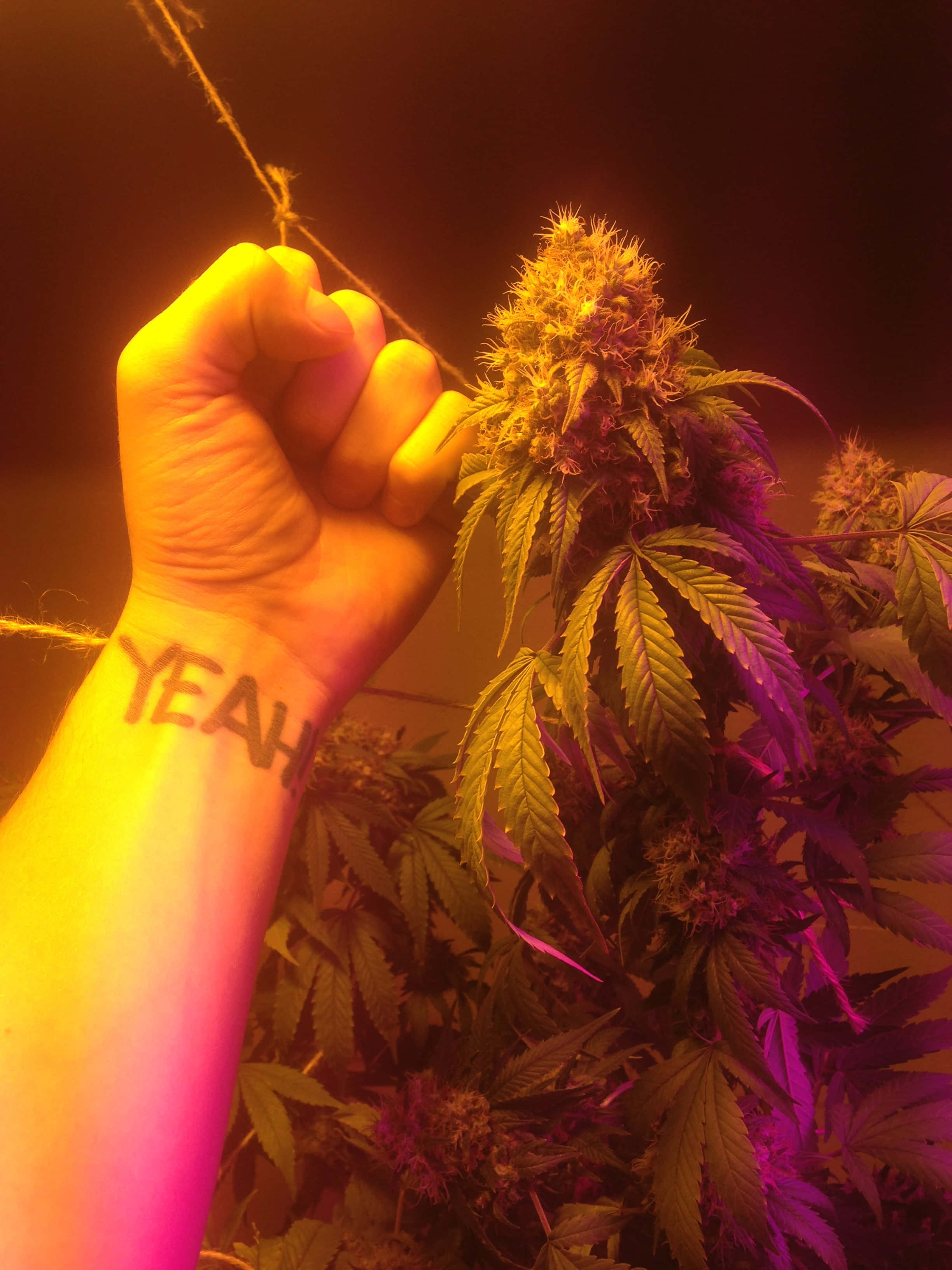 Weed Blunt 桌布 壁紙 — 一隻手腕上紋有「YEAH」的手，在霓虹燈光下輕輕握著一個充滿活力的紫色和黃色大麻花蕾。
