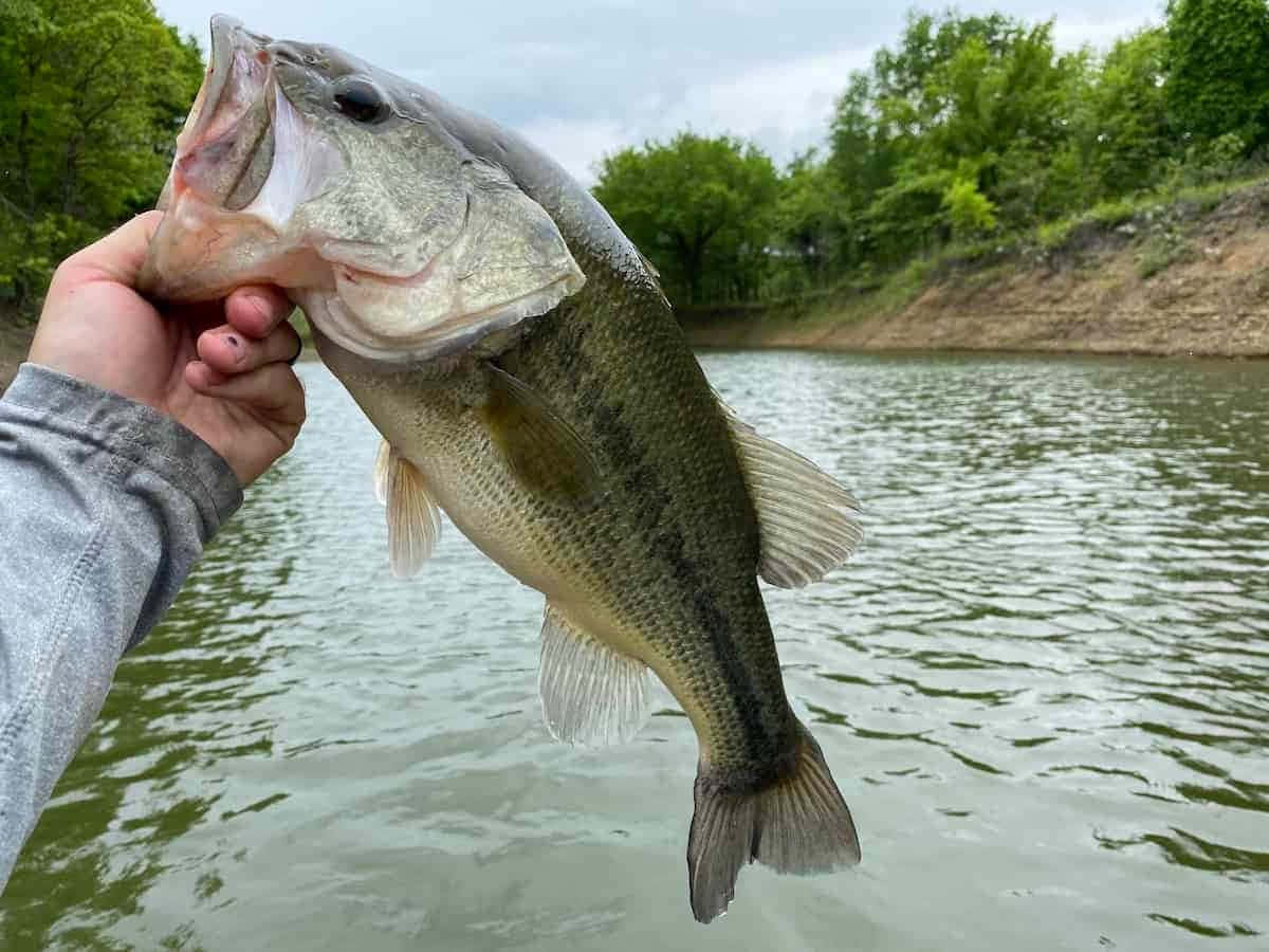 魚 桌布 壁紙 — 一隻手自豪地在平靜的湖面上舉起一條大鱸魚，周圍是茂密的綠樹。