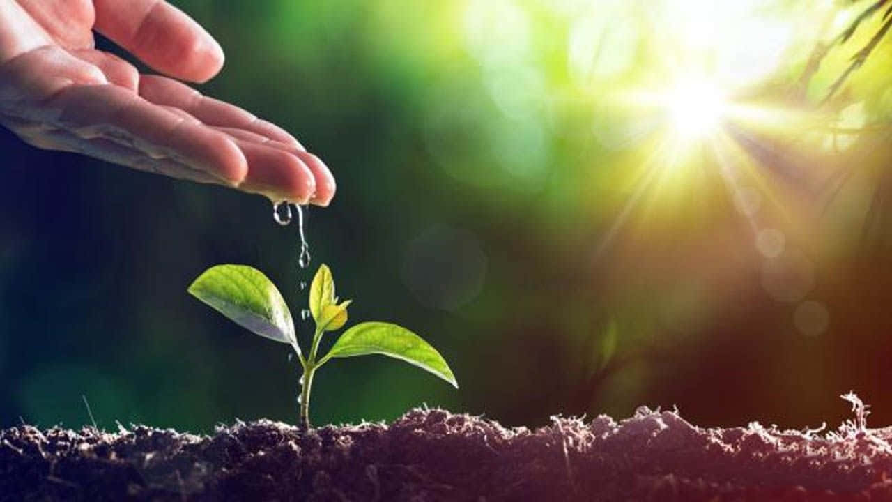 Plant 桌布 壁紙 — 一隻手輕輕地將水滴在一顆從肥沃土壤中冒出、沐浴在明亮陽光下的小綠芽上。