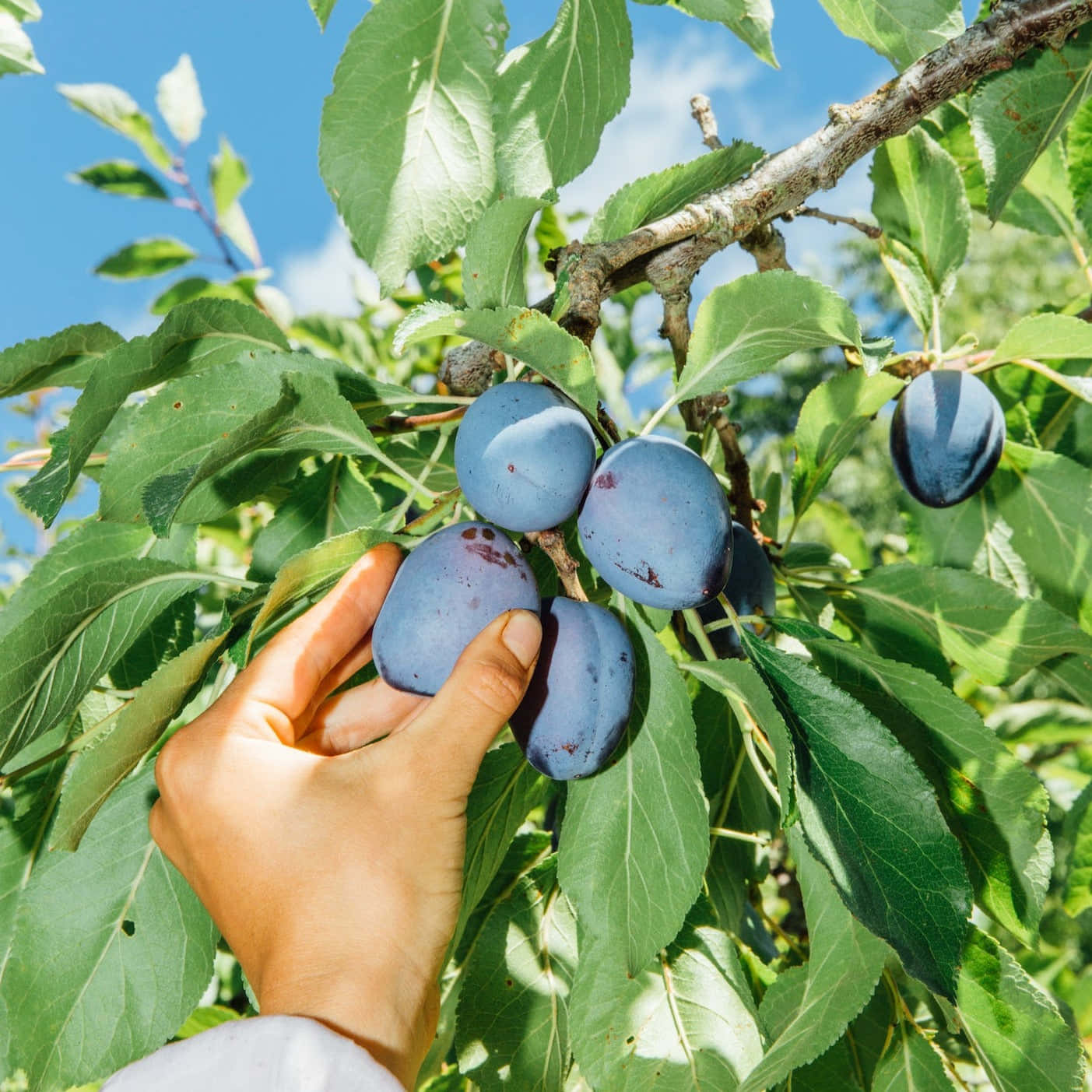 Fruit 桌布 壁紙 — 一隻手輕輕地從陽光照耀的樹枝上摘下一顆成熟的紫色李子，周圍是茂密的綠葉。