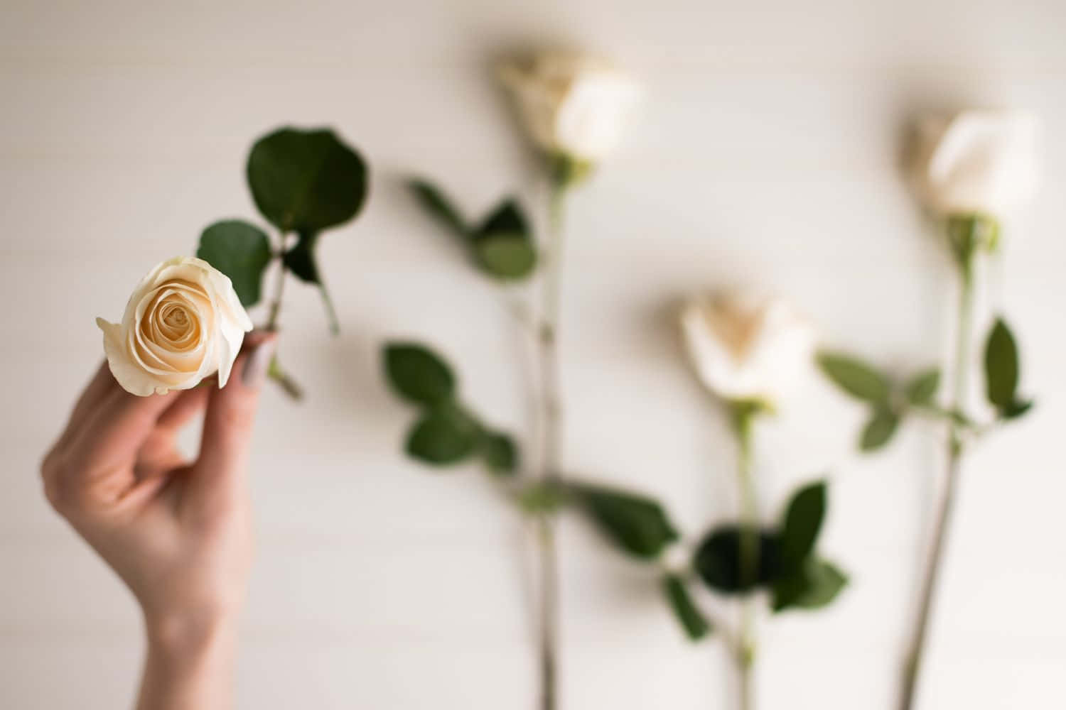 White Rose 桌布 壁紙 — 一隻手輕輕地拿著一朵奶油白色的玫瑰，背景是模糊的玫瑰和綠色莖幹。