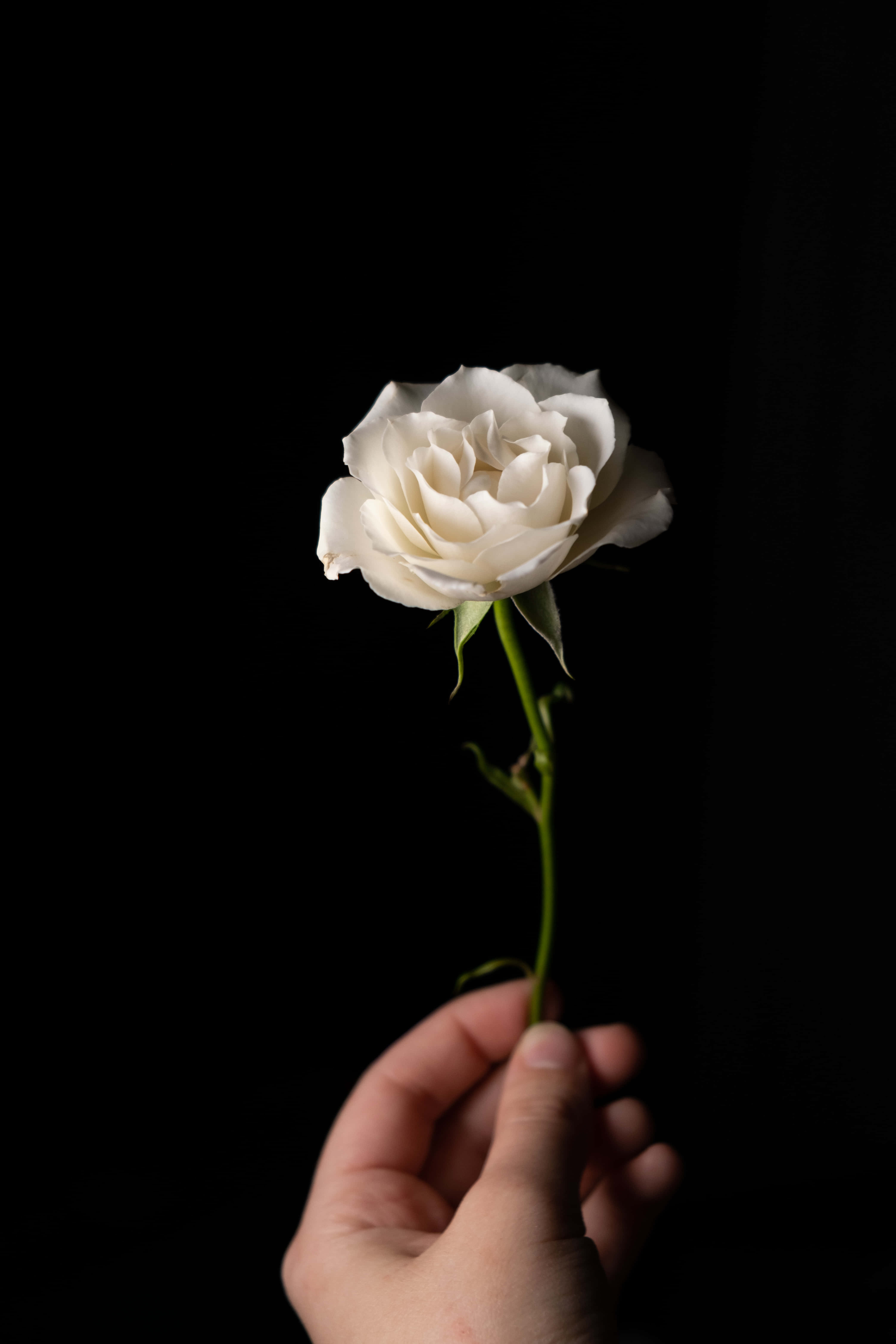 White Rose 桌布 壁紙 — 一隻手輕輕地拿著一朵白玫瑰，襯托在純黑背景上，由柔和的方向性光線照亮。