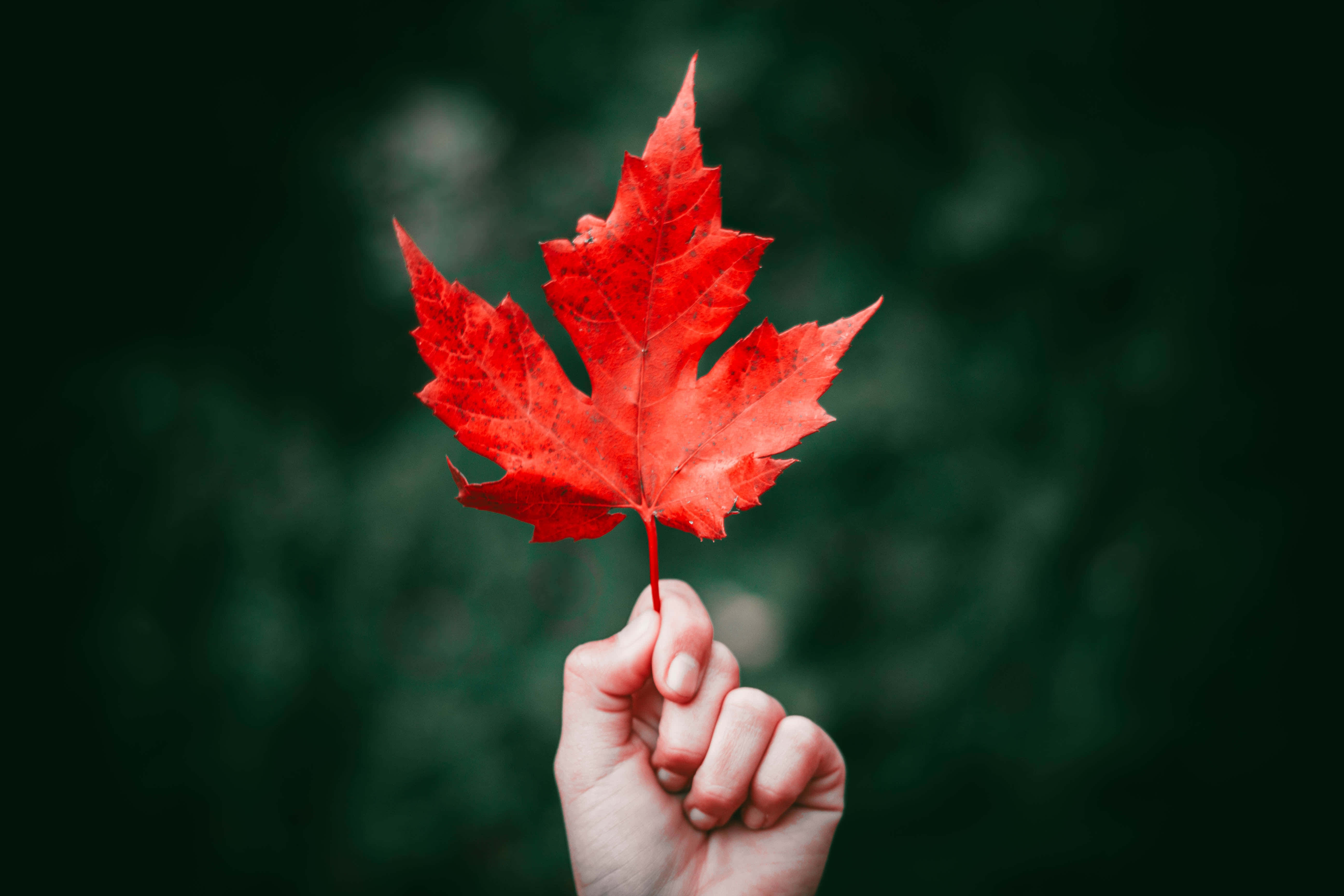 Maple Leaf 桌布 壁紙 — 一隻手輕輕地拿著一片鮮紅色的楓葉，背景是柔和的深綠色模糊效果。