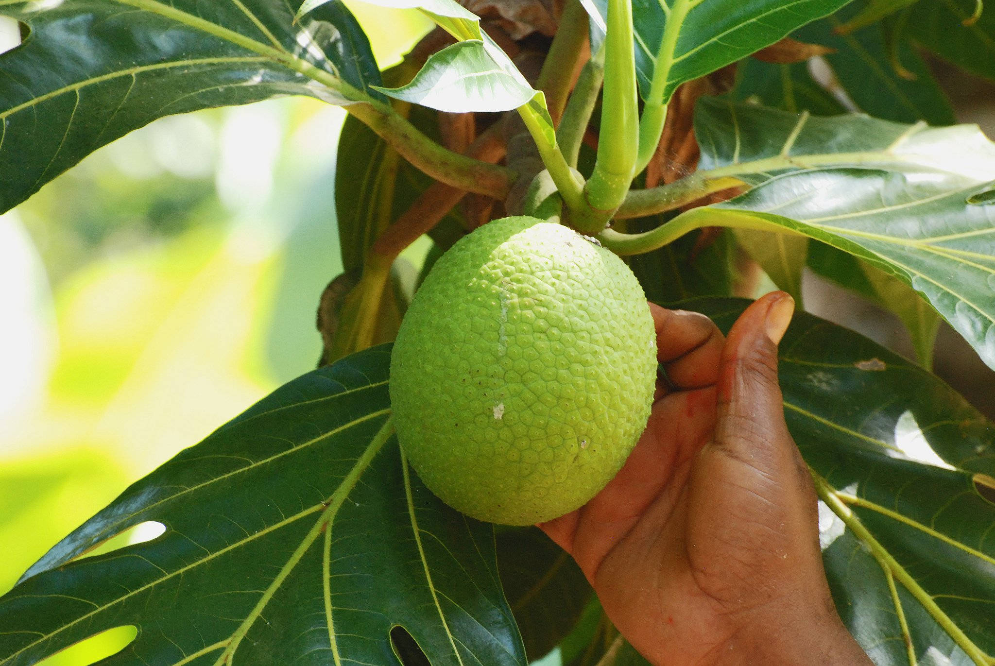 Fruit 桌布 壁紙 — 一隻手輕輕托住一個掛在樹上的大綠色麵包果，樹葉寬闊，陽光燦爛。